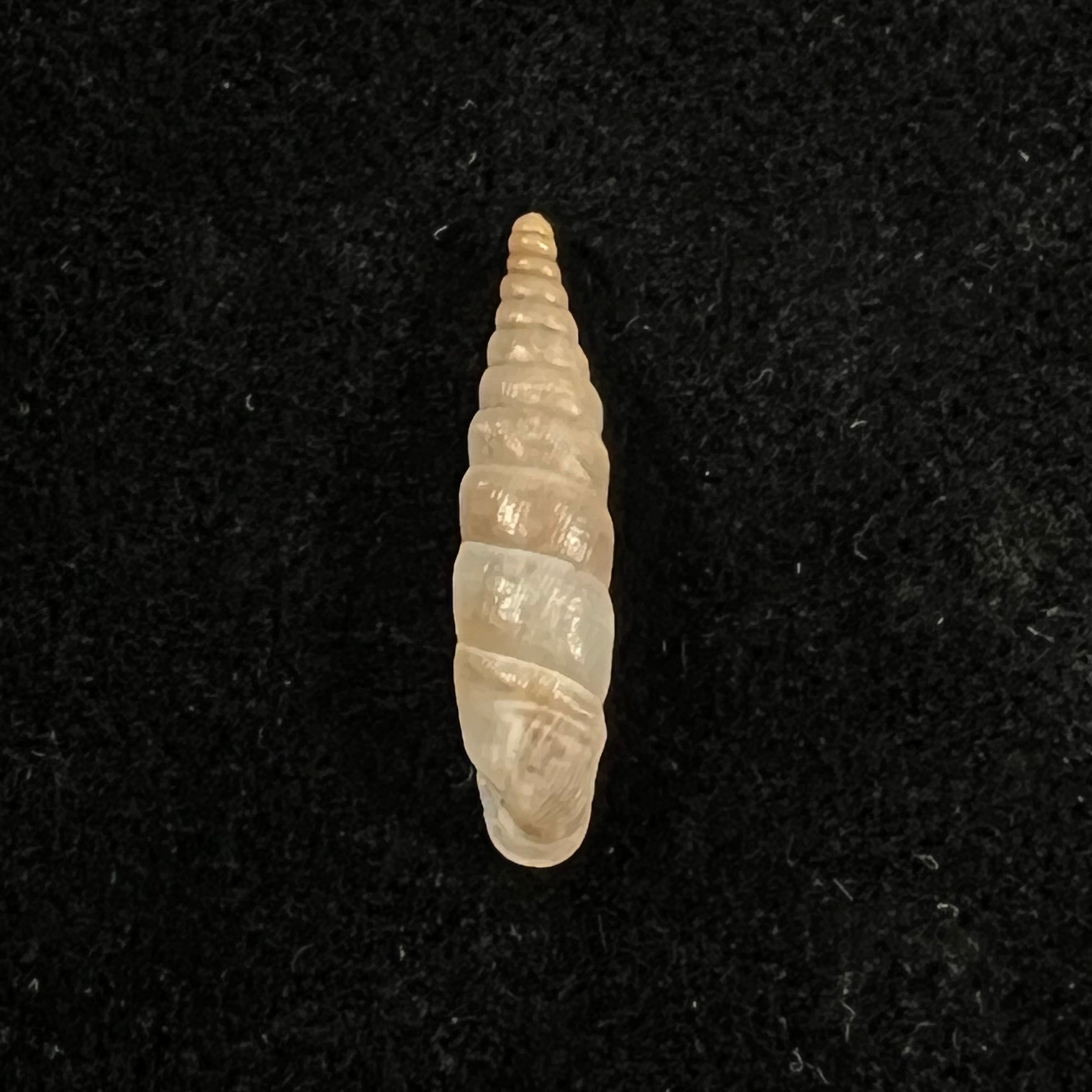 黑山 kastoriae kastoriae H. Nordsieck, 1972 - 19,6mm