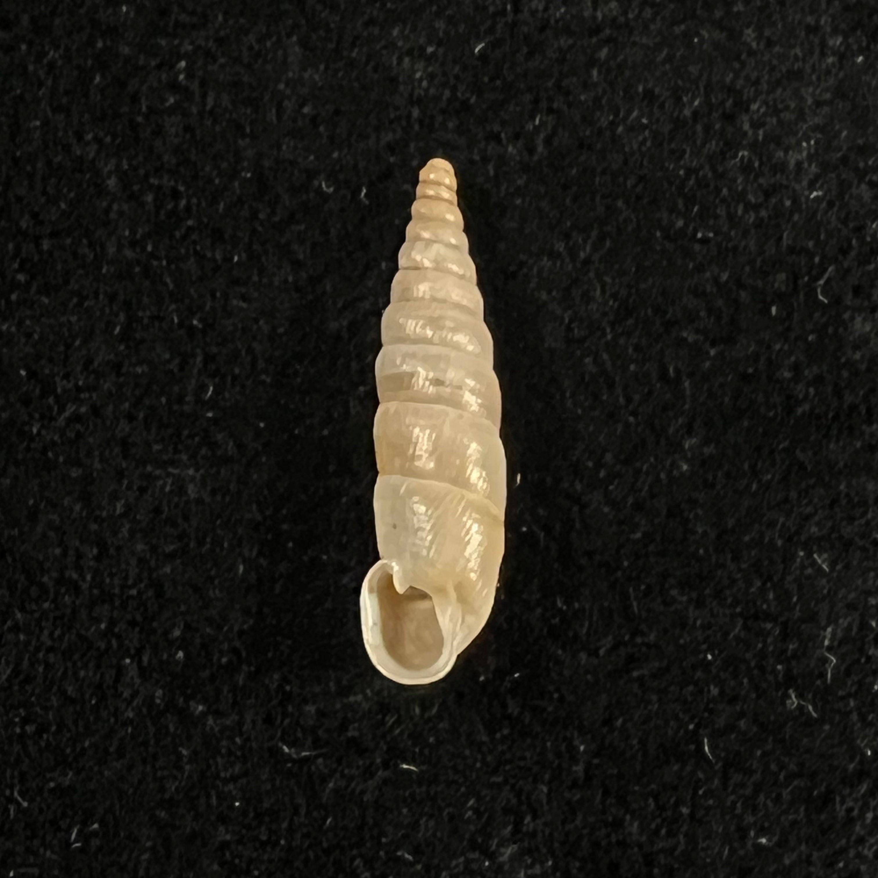 黑山 kastoriae kastoriae H. Nordsieck, 1972 - 19,6mm