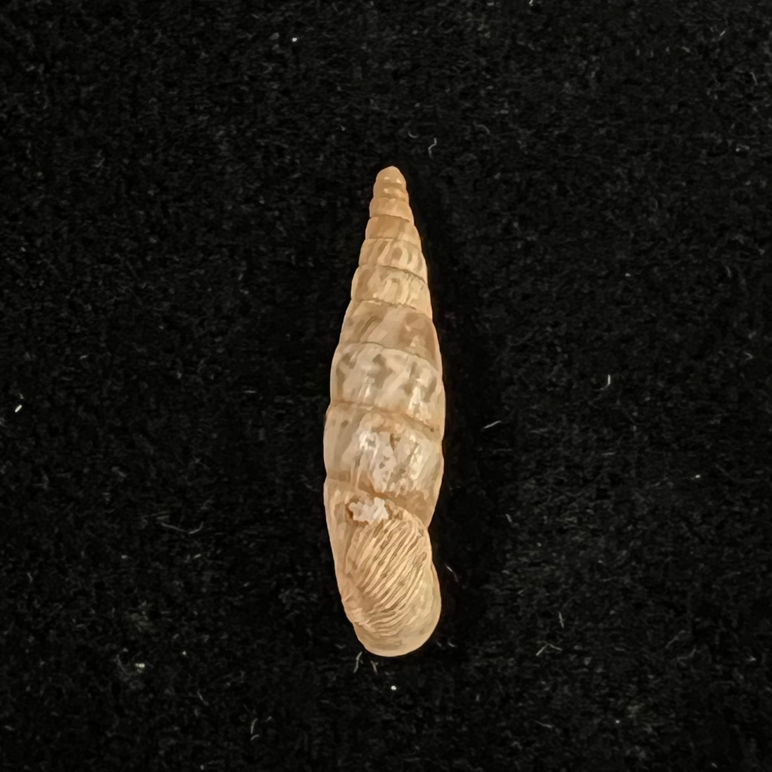 Albinaria arcadica (L. Pfeiffer, 1868) - 19,7mm