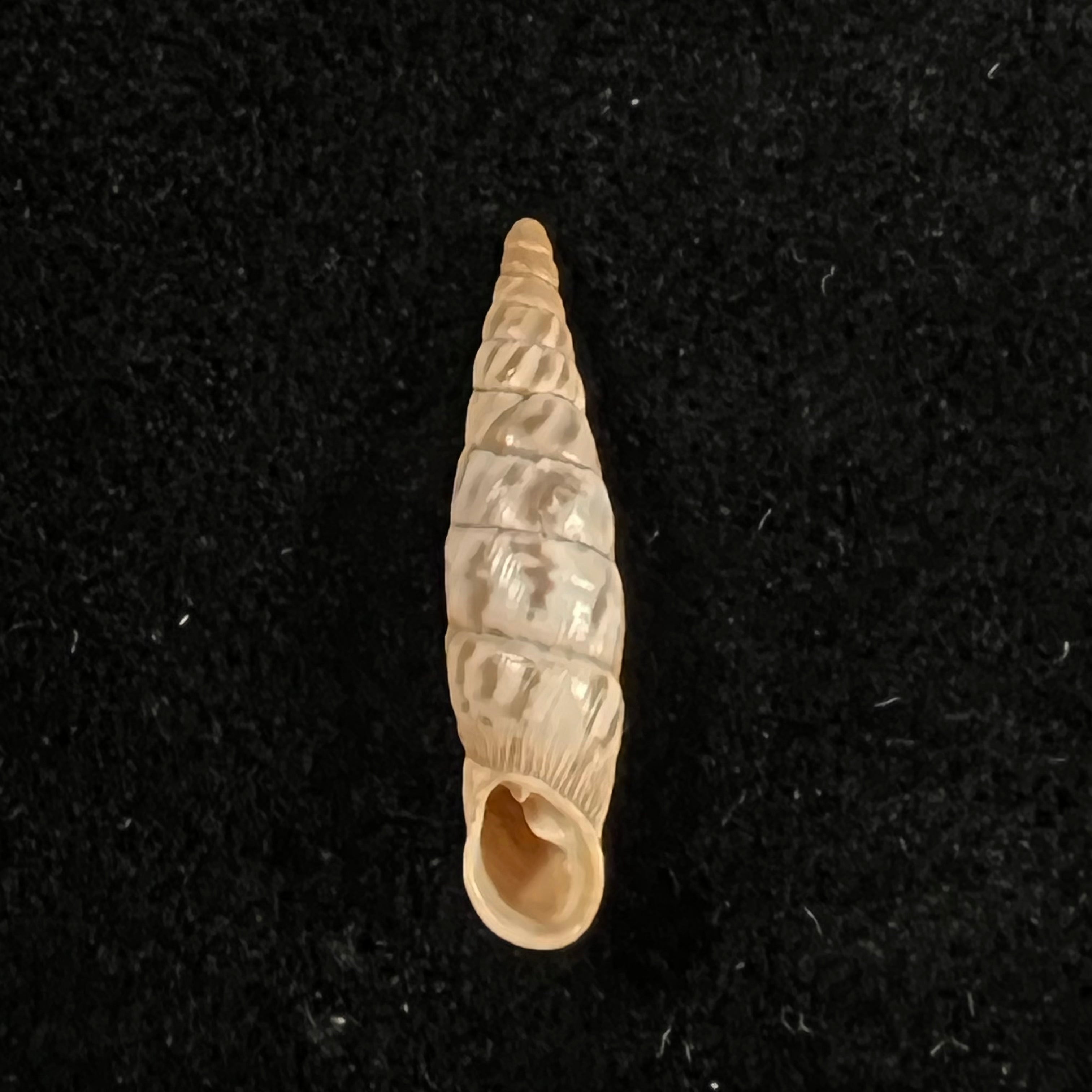 Albinaria arcadica (L. Pfeiffer, 1868) - 19,7mm