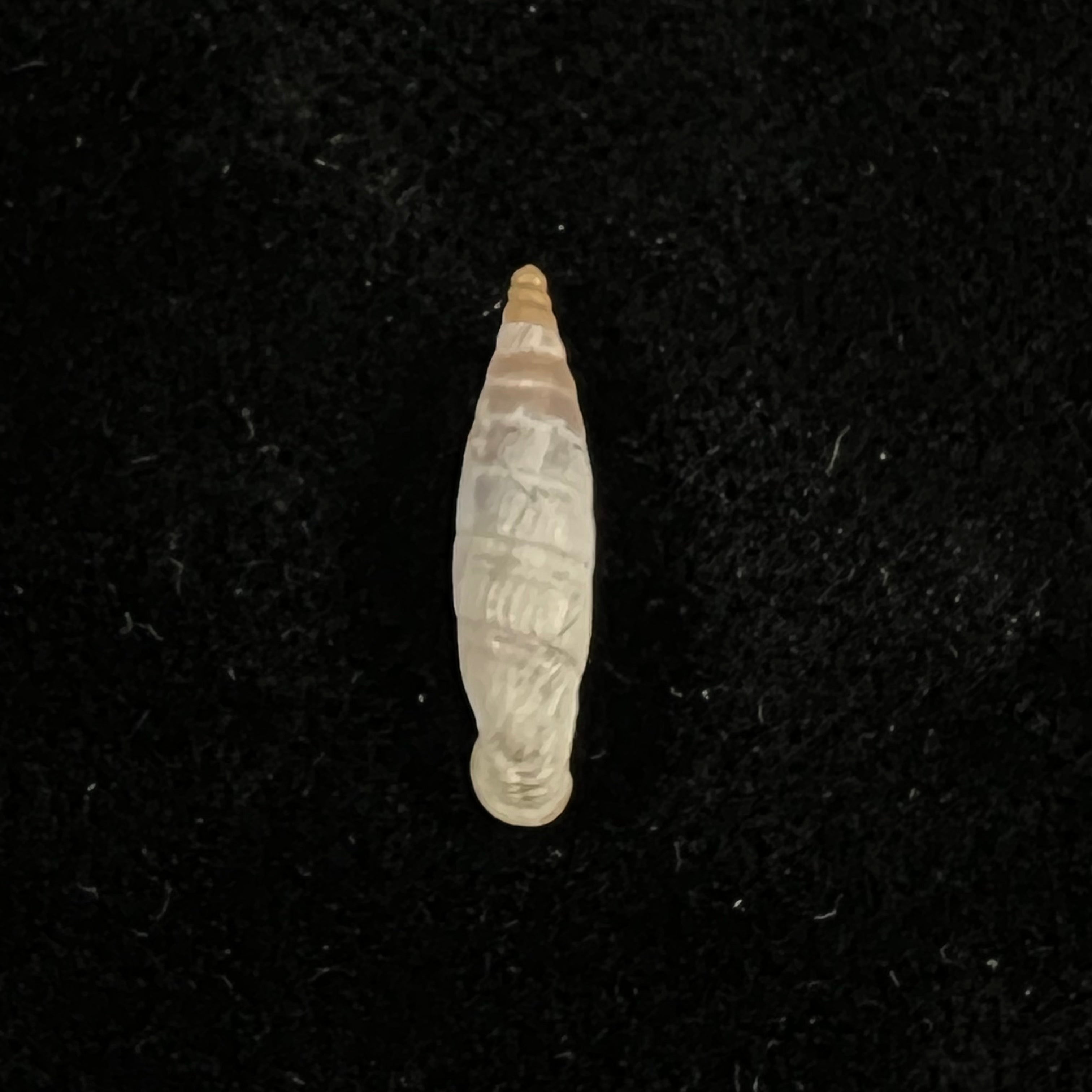 Albinaria cretensis virginea (L. Pfeiffer, 1846) - 15,8mm