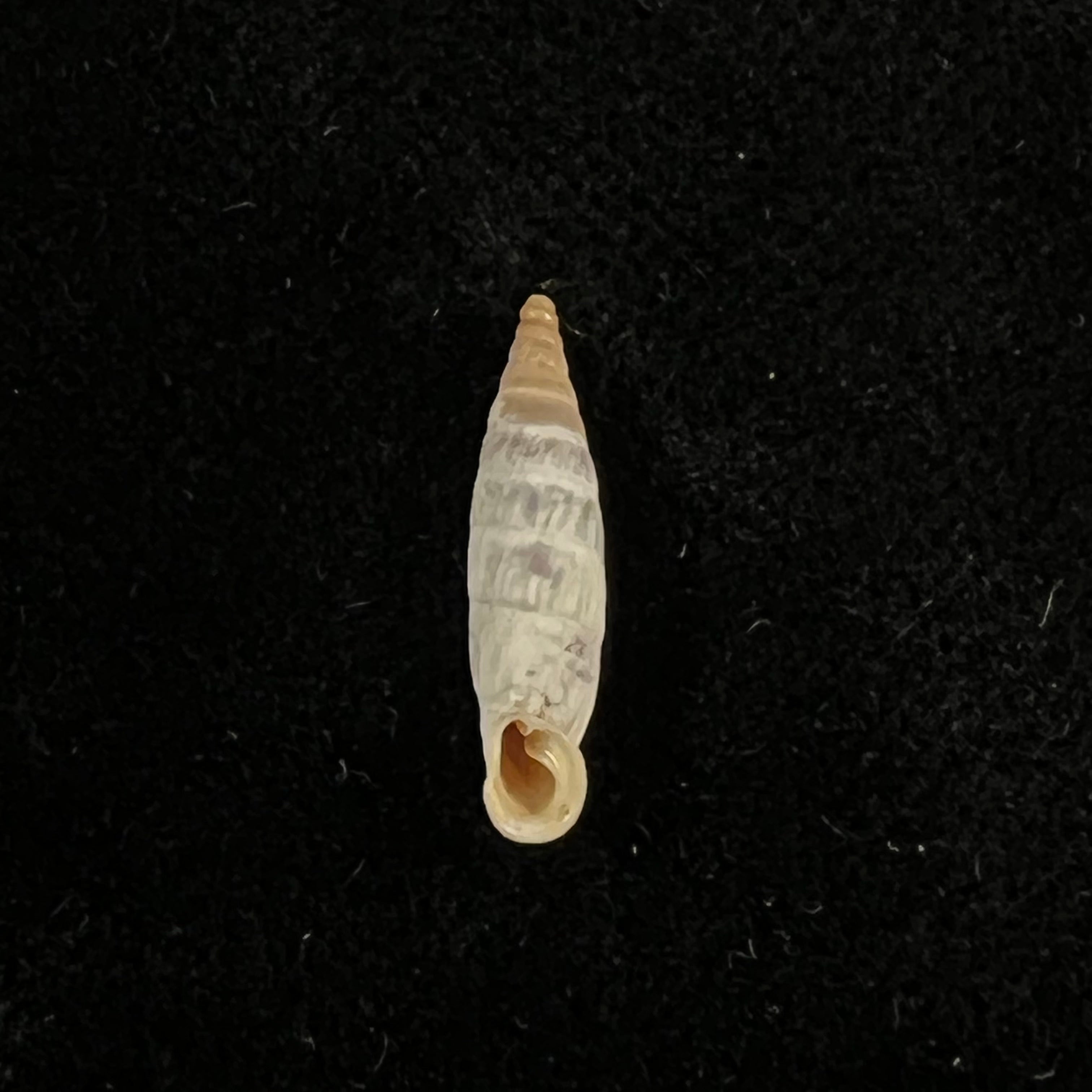 Albinaria cretensis virginea (L. Pfeiffer, 1846) - 15,8mm