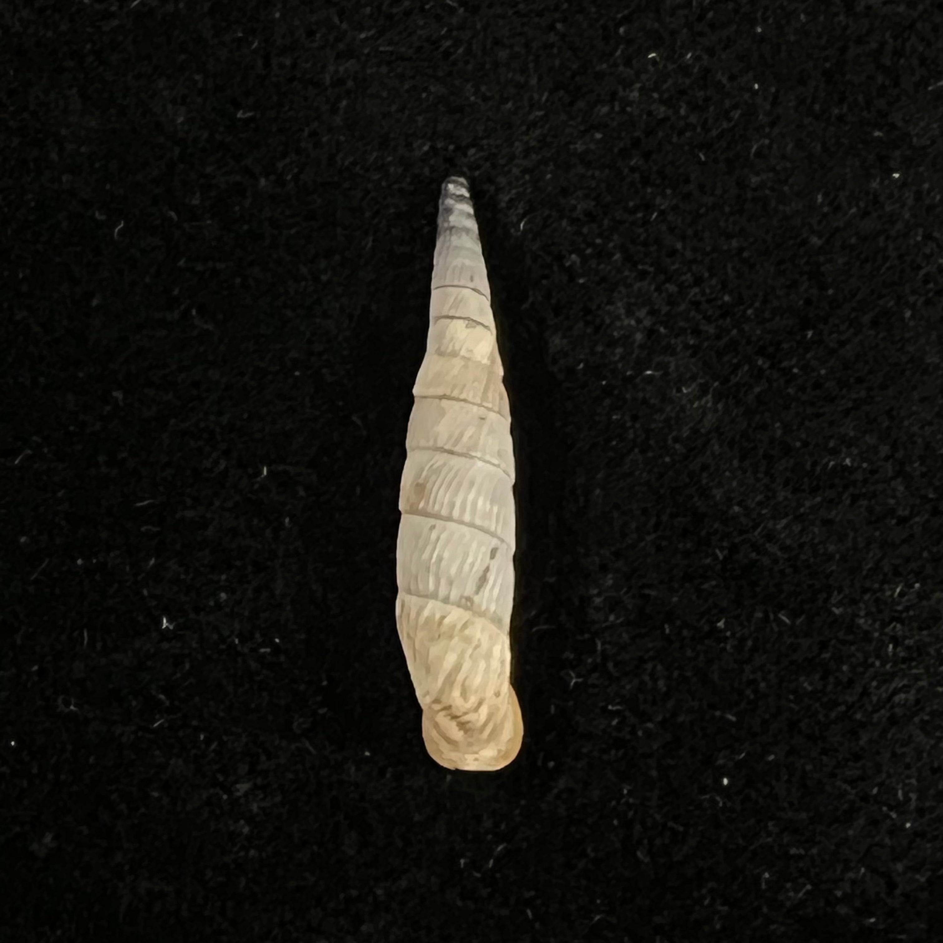 Albinaria moreletiana (Boettger, 1878) - 26毫米