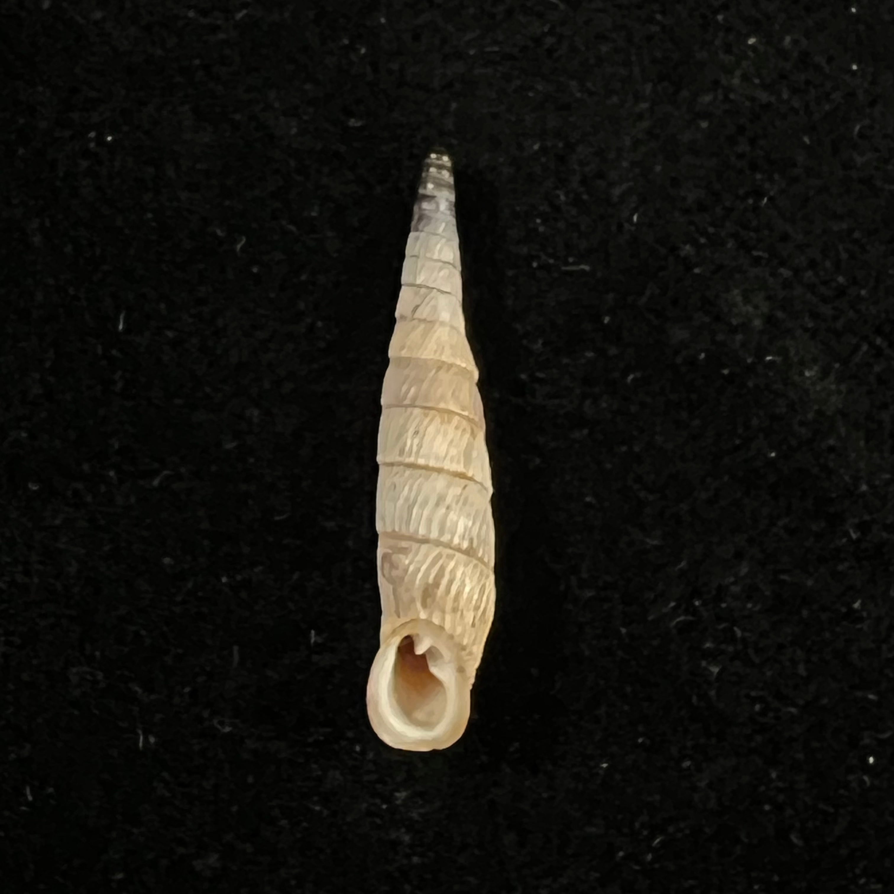 Albinaria moreletiana (Boettger, 1878) - 26毫米