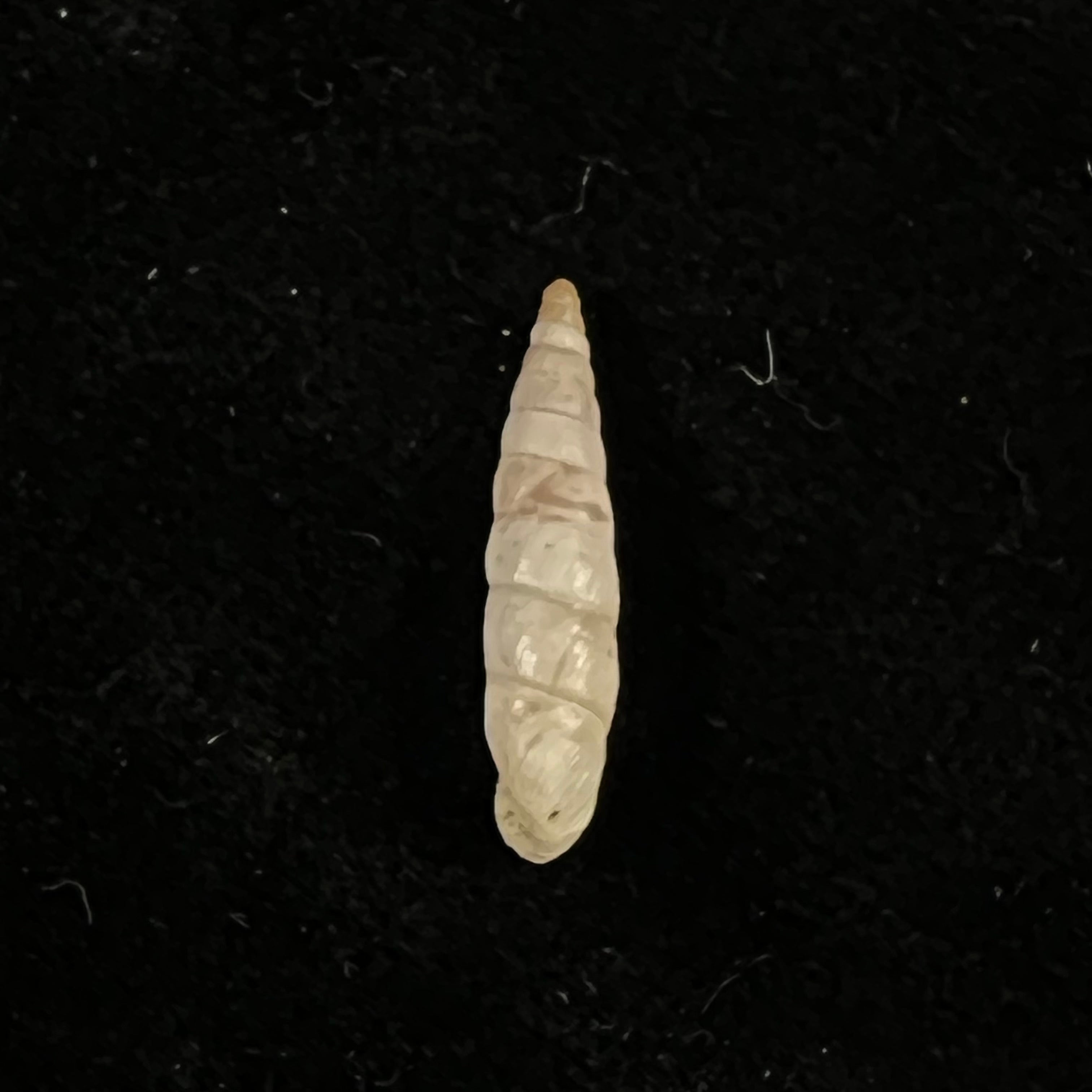 Albinaria nivea cathara (Westerlund, 1894) - 18,5mm