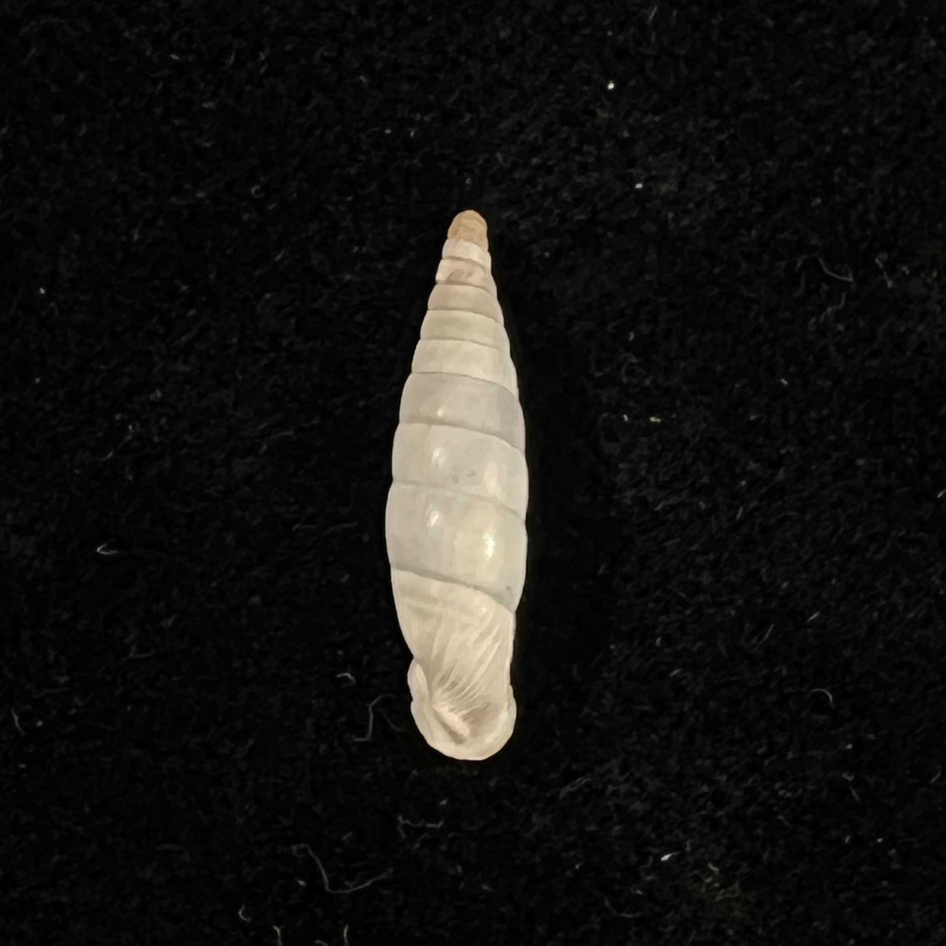 Albinaria discolor flamulata (L. Pfeiffer, 1850) - 18,6mm