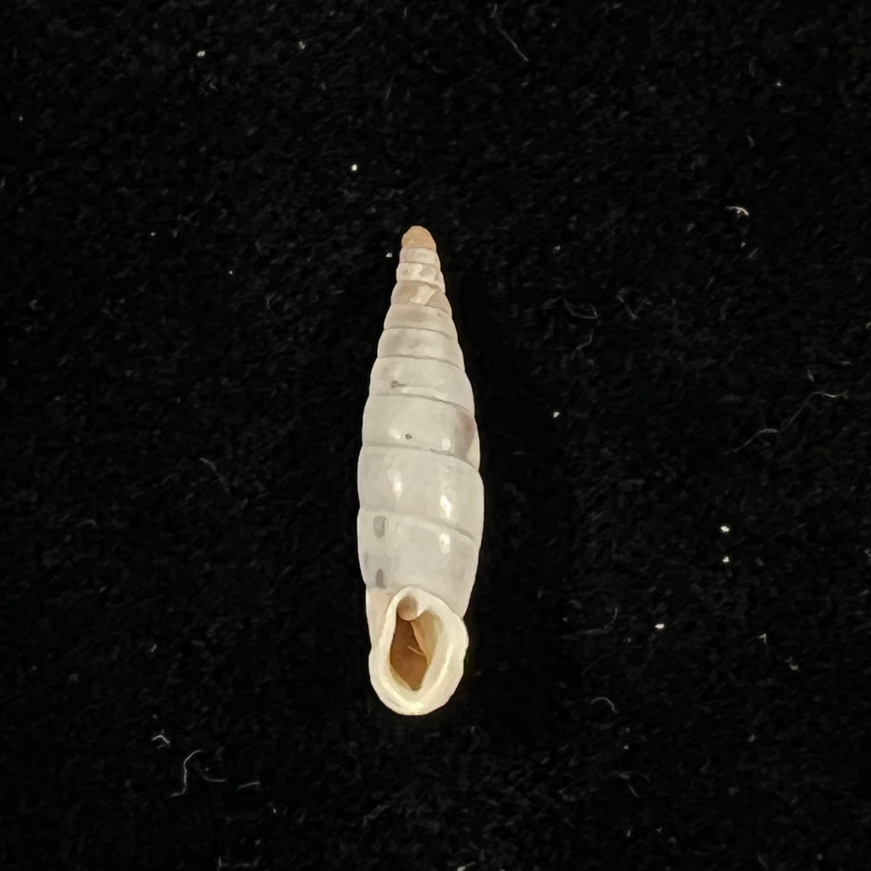 Albinaria discolor flamulata (L. Pfeiffer, 1850) - 18,6mm