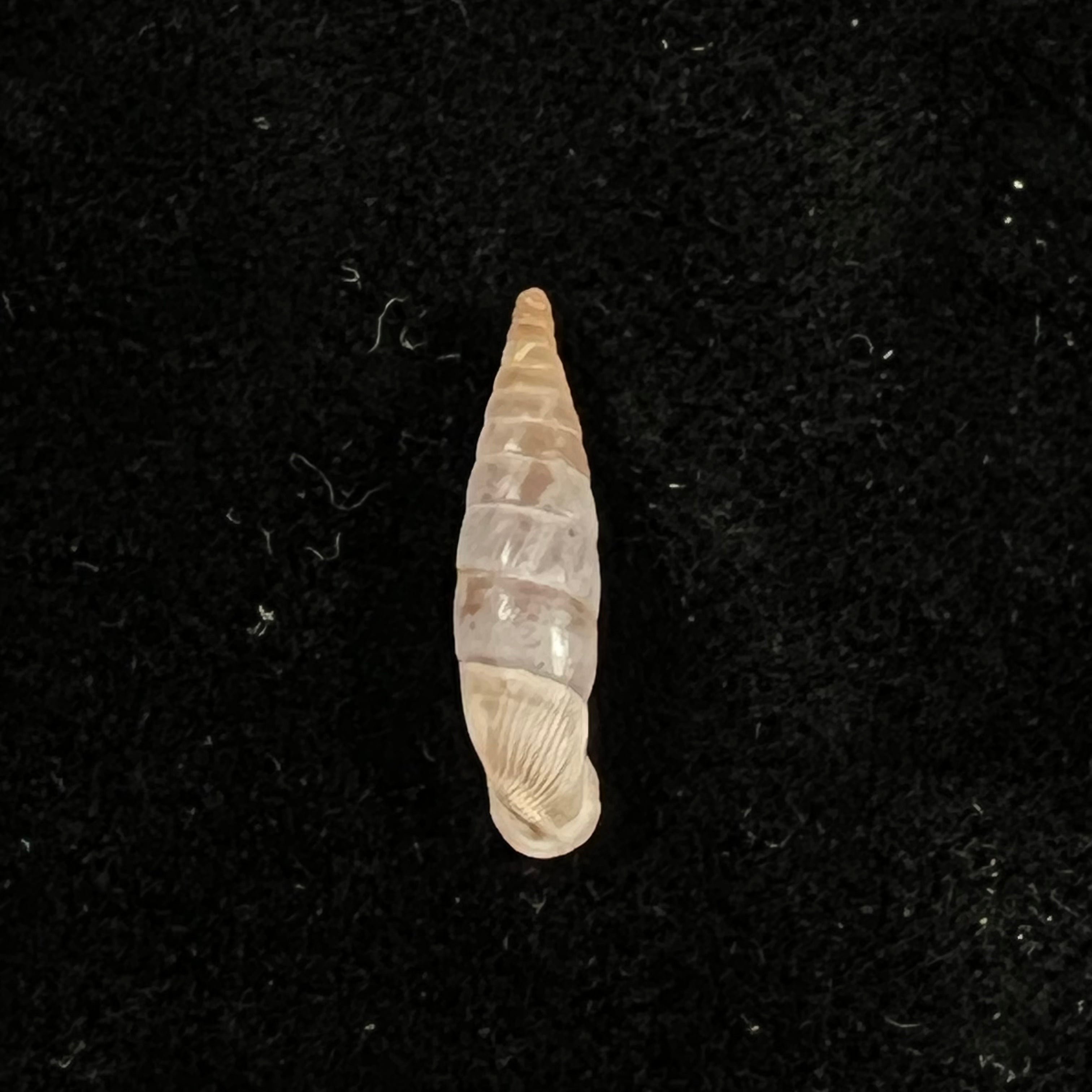 Albinaria discolor flamulata (L. Pfeiffer, 1850) - 18 毫米