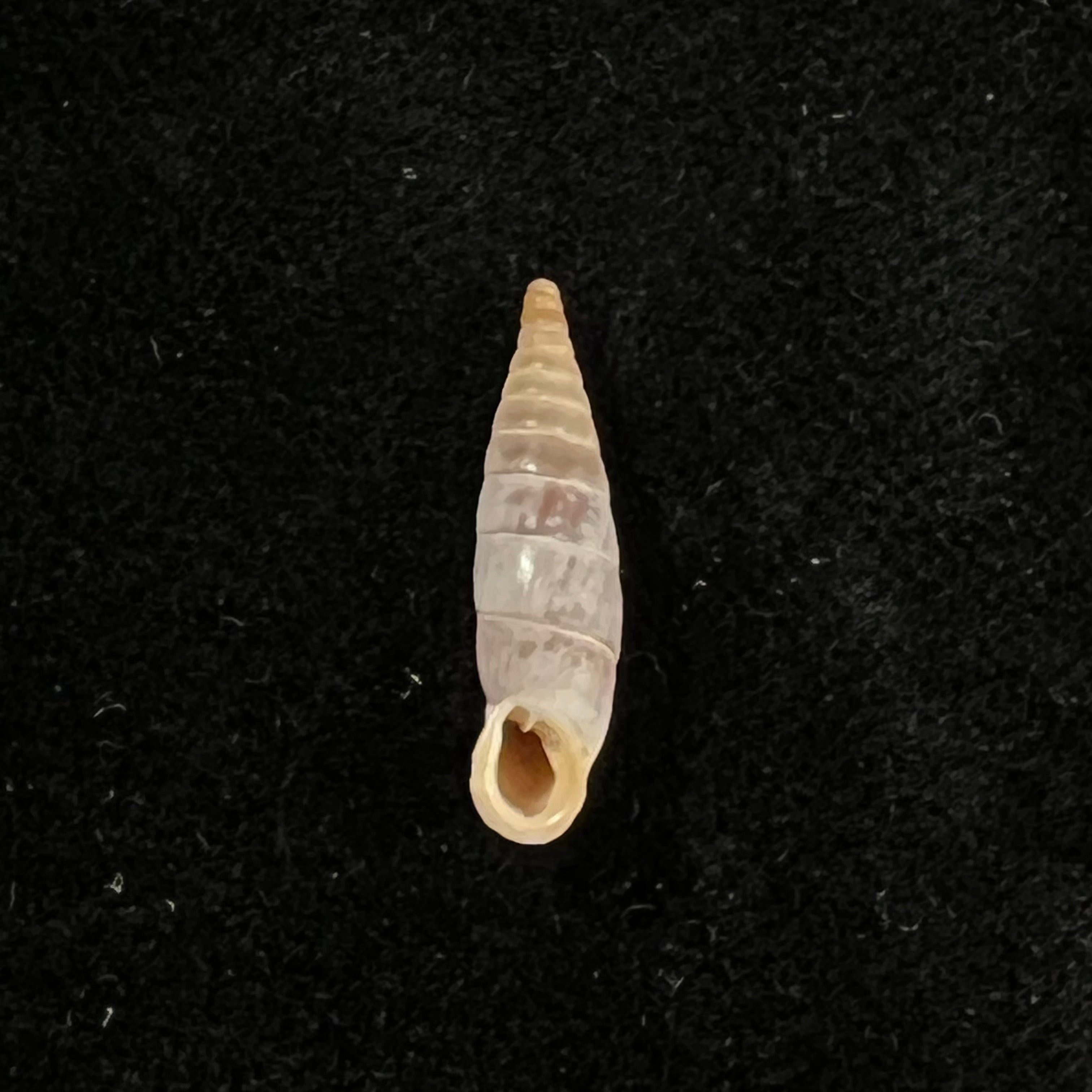 Albinaria discolor flamulata (L. Pfeiffer, 1850) - 18 毫米