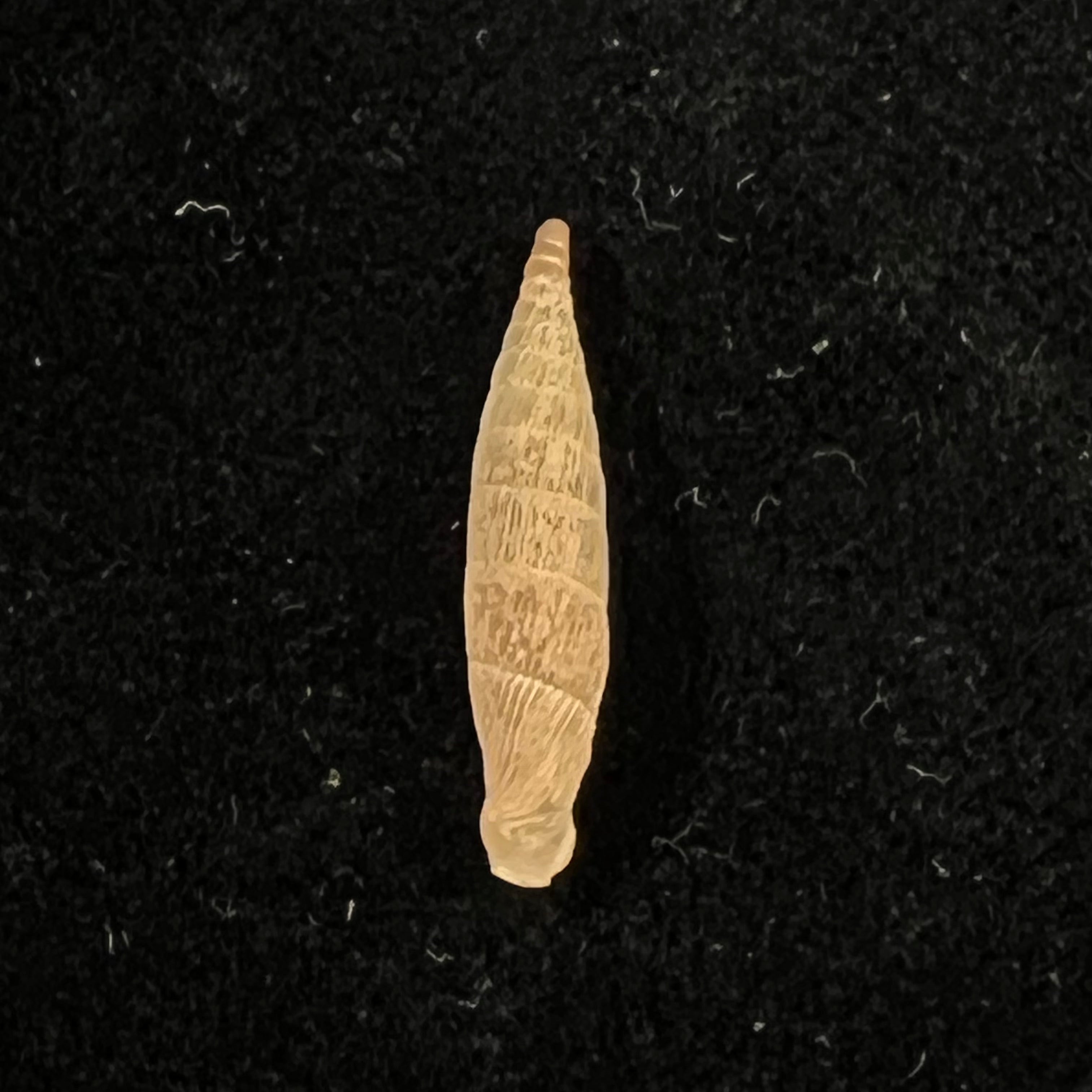 Albinaria hippolyti aphrodite (Boettger, 1883) - 20,8mm