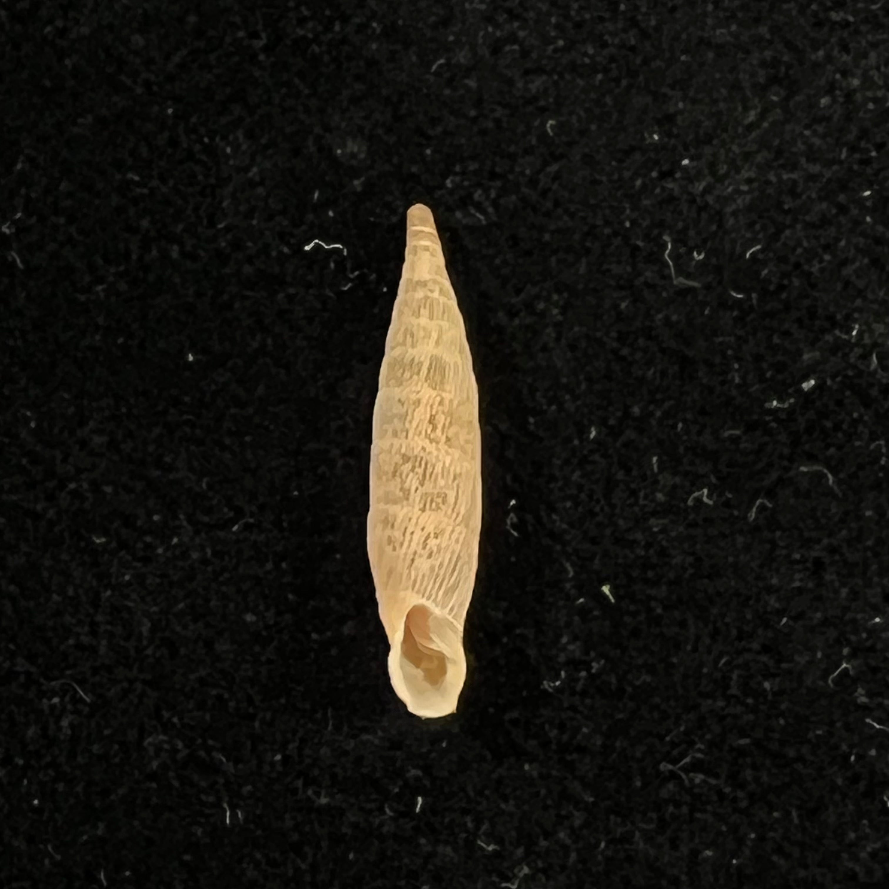 Albinaria hippolyti aphrodite (Boettger, 1883) - 20,8mm