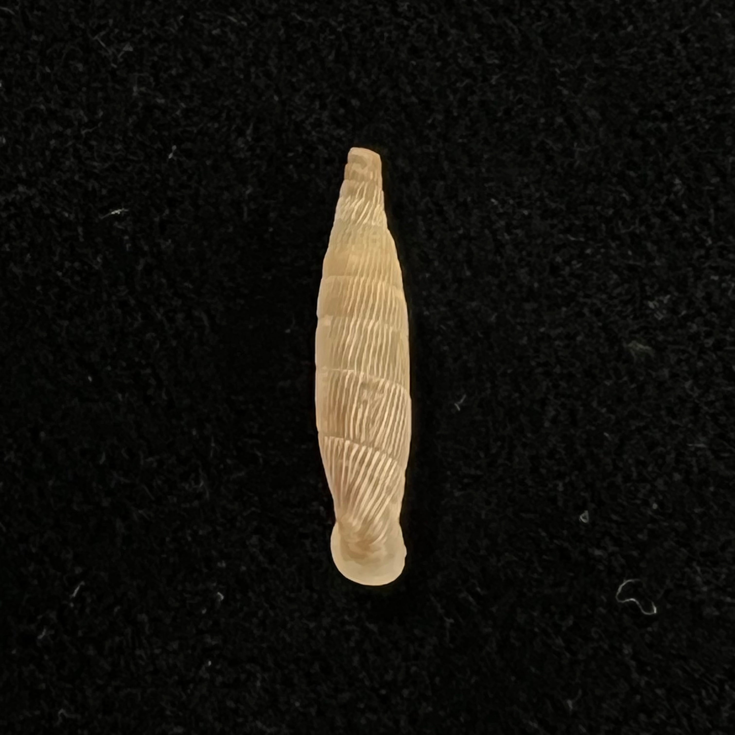 Albinaria hippolyti aphrodite (Boettger, 1883) - 19,1mm