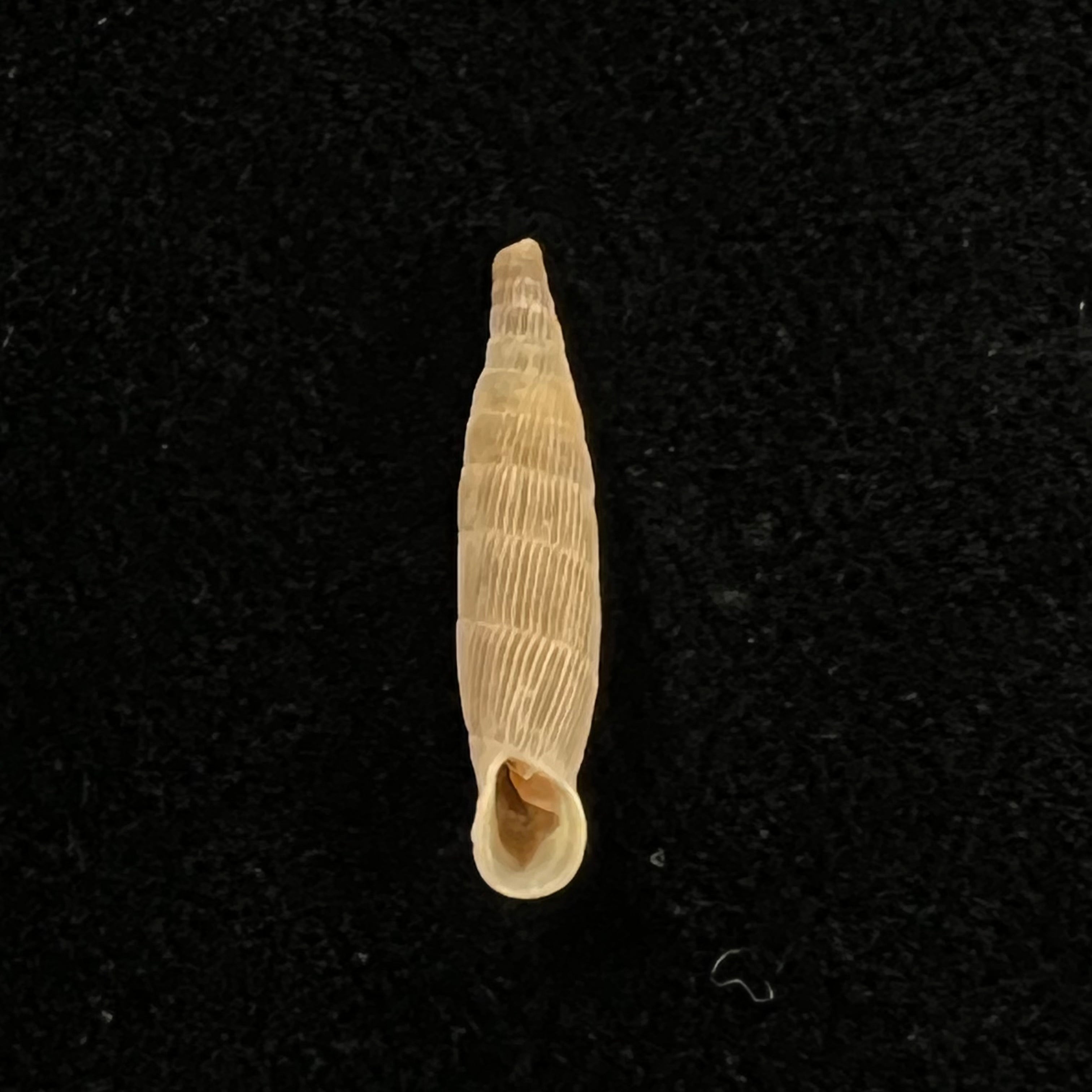 Albinaria hippolyti aphrodite (Boettger, 1883) - 19,1mm