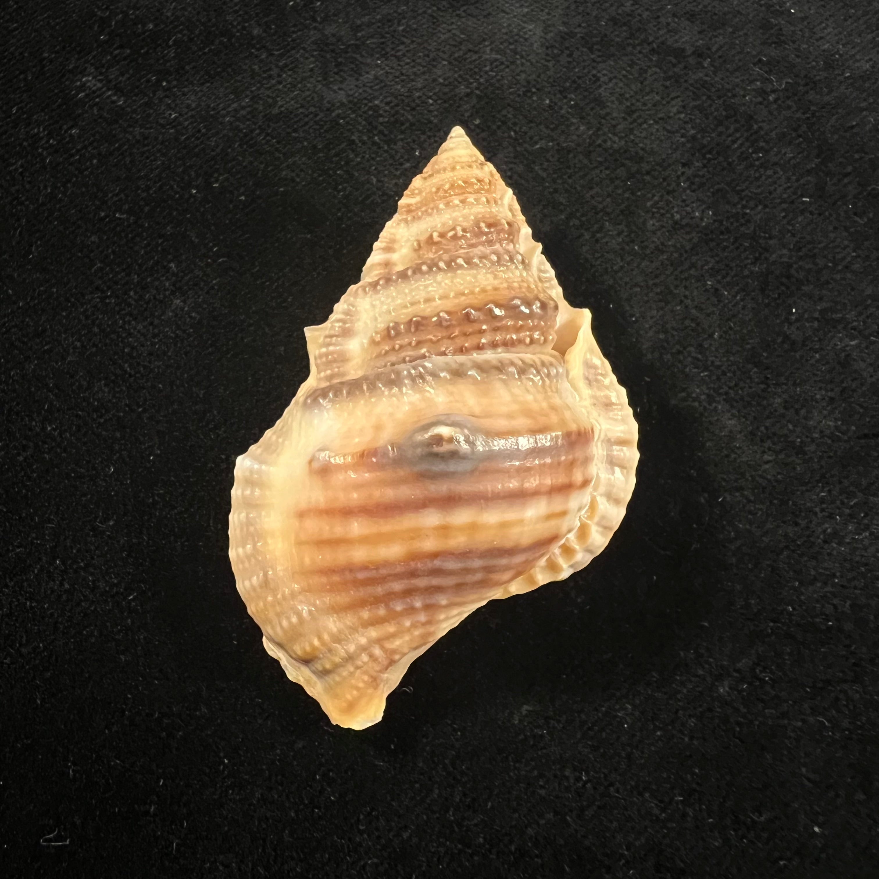 Marsupina bufo (Bruguière, 1792) - 58,2mm