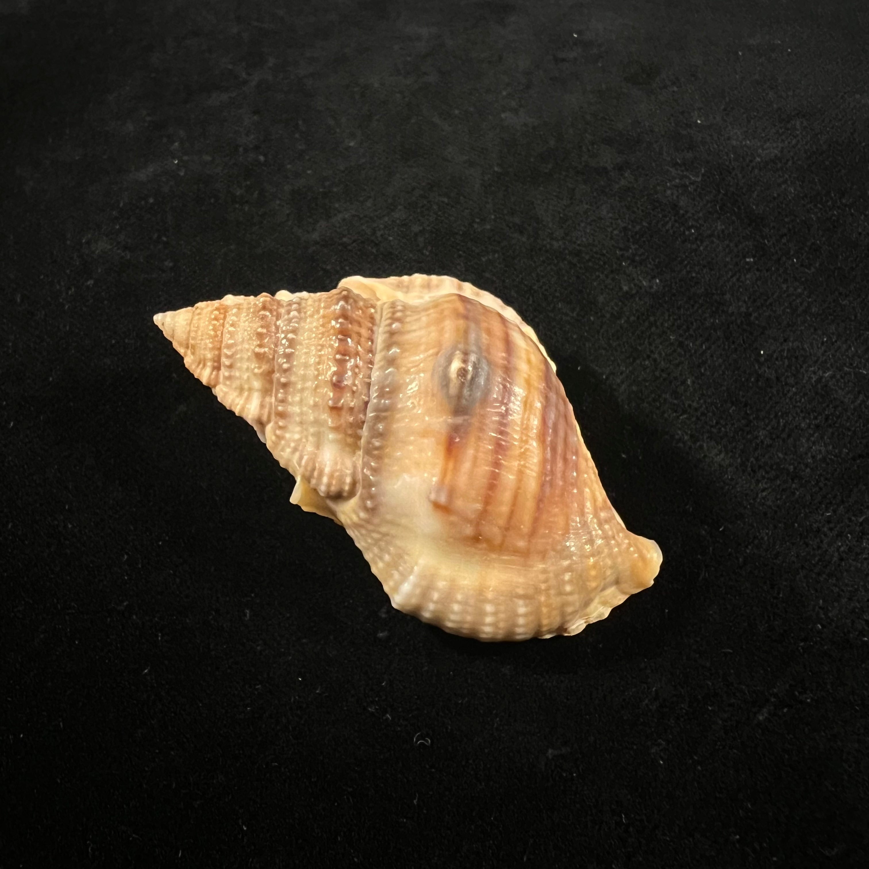 Marsupina bufo (Bruguière, 1792) - 58,2mm