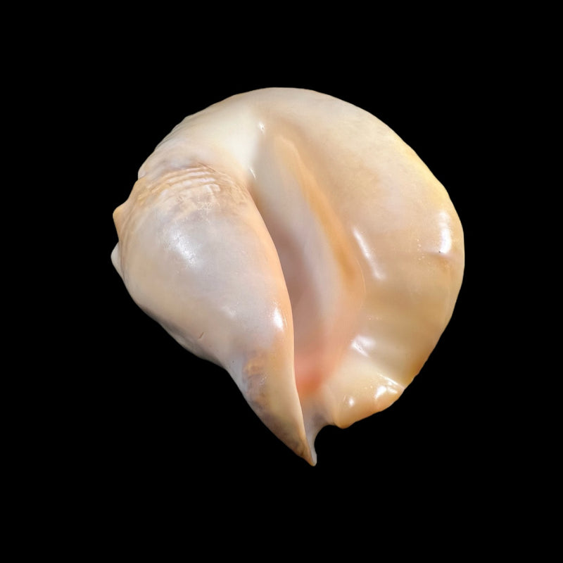 Titanostrombus goliath (Schröter, 1805) - 315mm