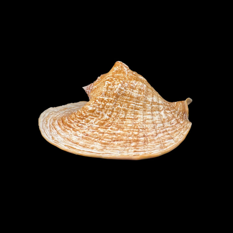 Titanostrombus goliath (Schröter, 1805) - 315mm