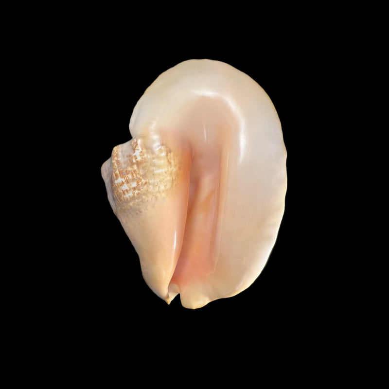 Titanostrombus goliath (Schröter, 1805) - 304,1mm