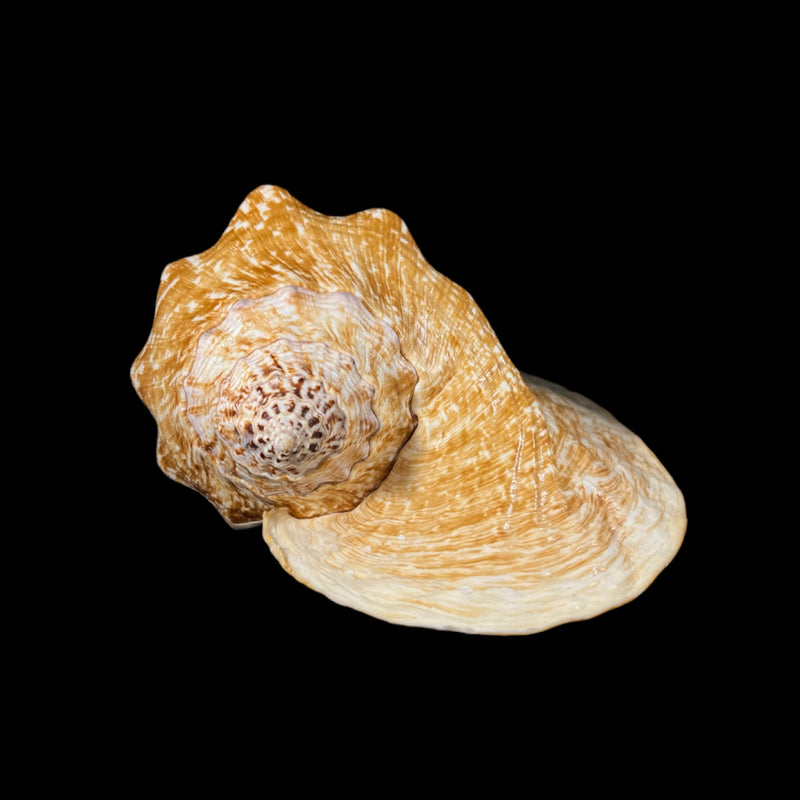 Titanostrombus goliath (Schröter, 1805) - 304,1mm