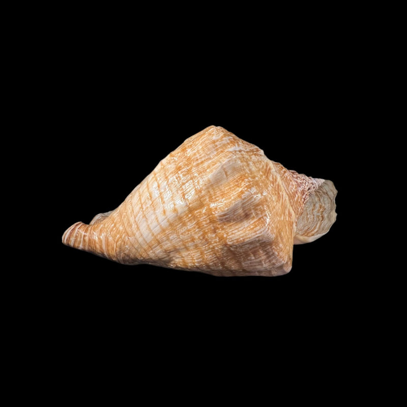 Titanostrombus goliath (Schröter, 1805) - 330mm