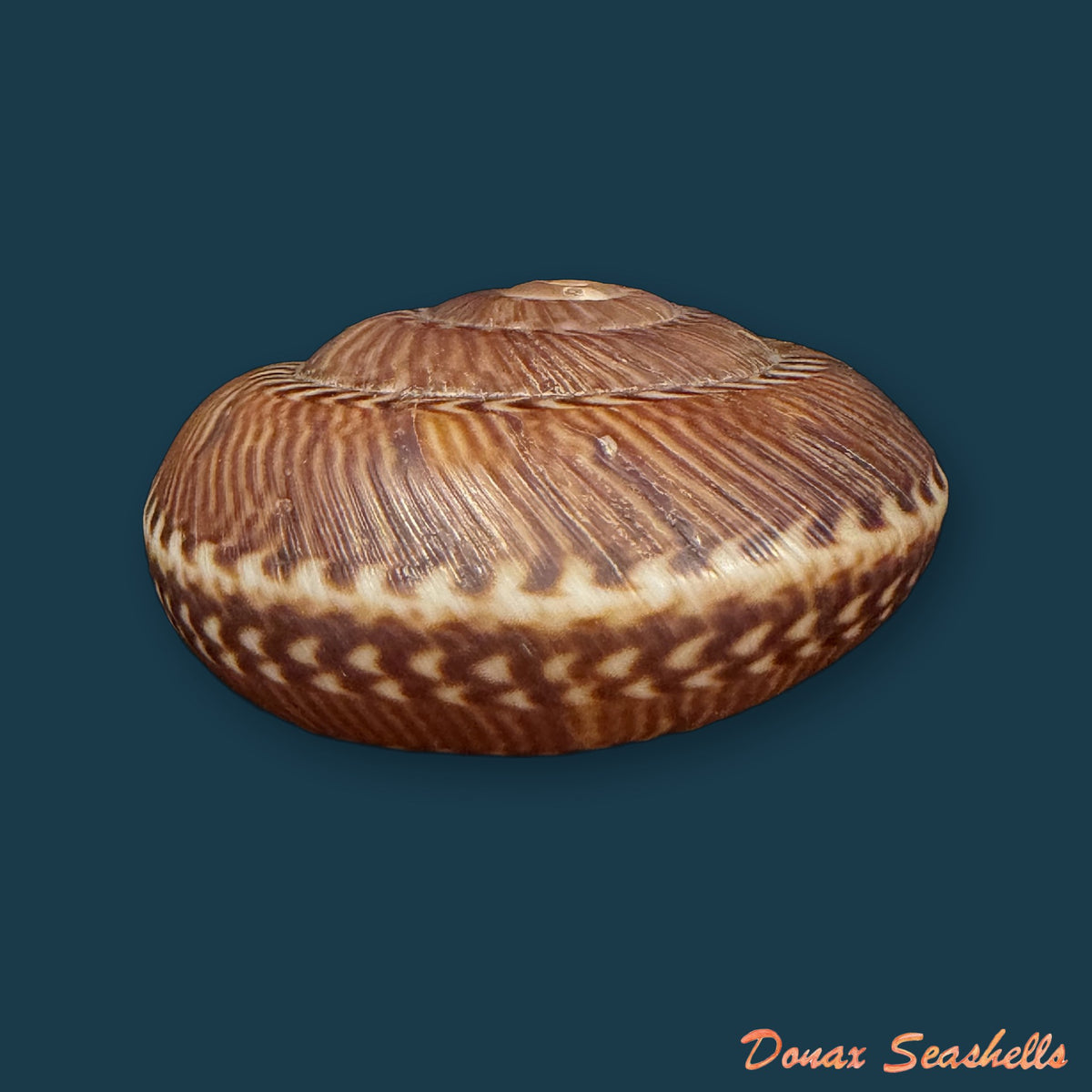 Solaropsis gibboni (L. Pfeiffer, 1846) - 62,9mm