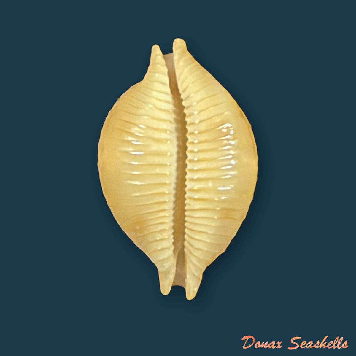 Pustularia bistrinotata keelingensis F. A. Schilder & M. Schilder, 1940 - 20,2mm