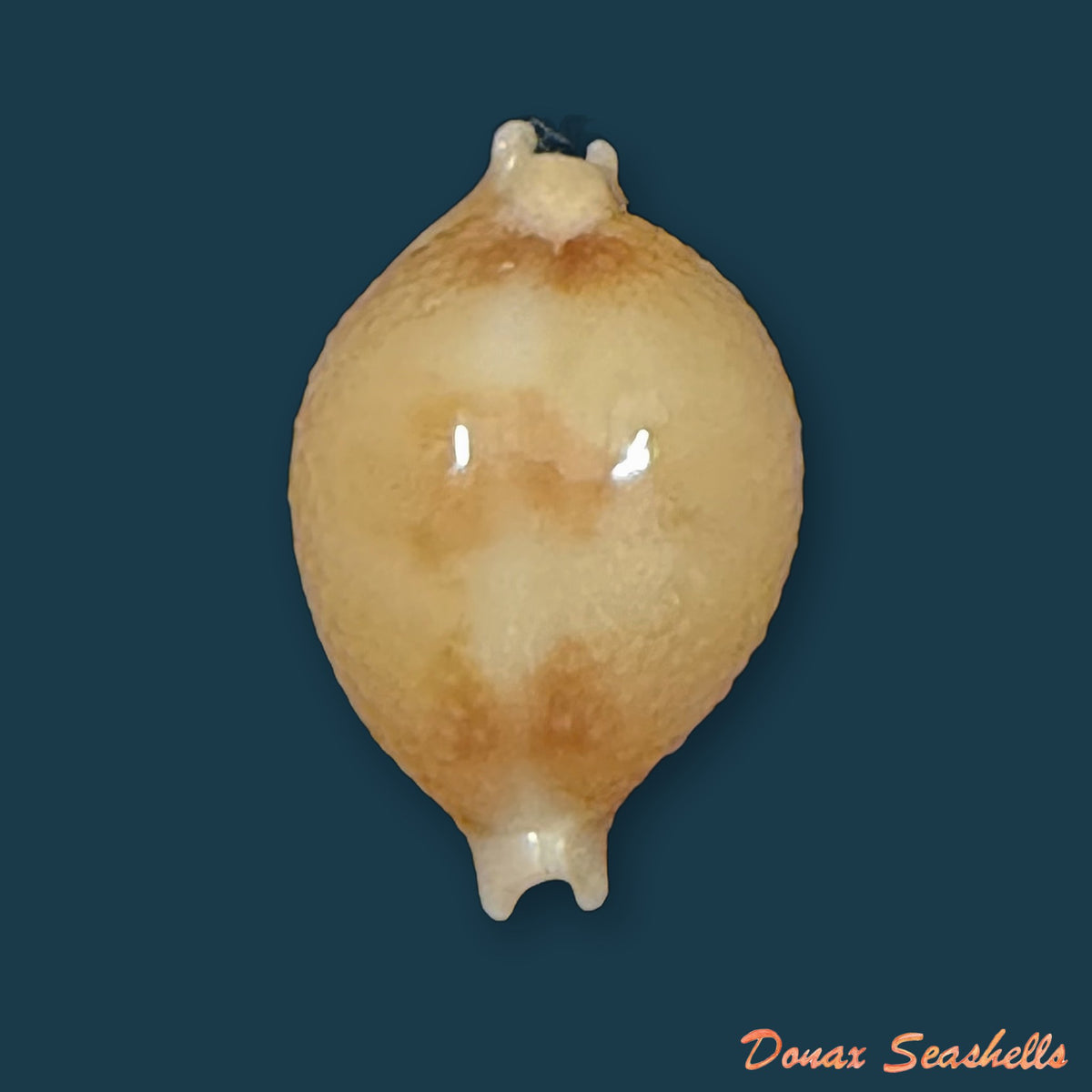 Pustularia bistrinotata keelingensis F. A. Schilder & M. Schilder, 1940 - 20,1mm
