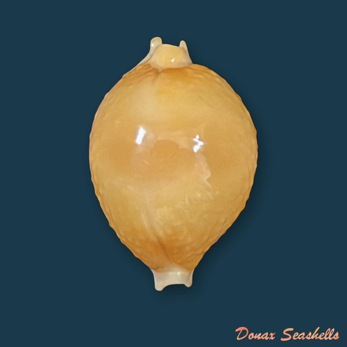 Pustularia bistrinotata keelingensis F. A. Schilder & M. Schilder, 1940 - 19,2mm