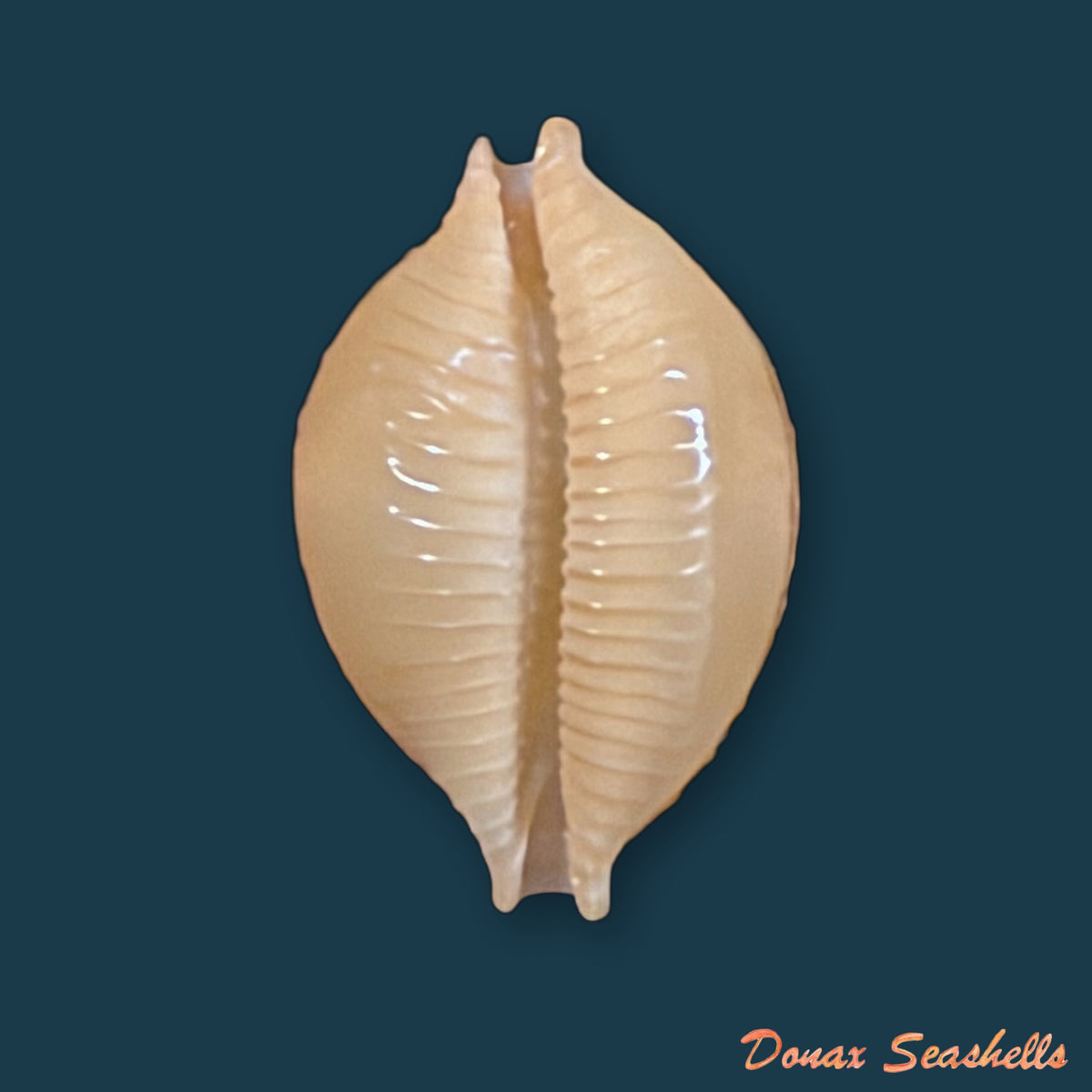 Pustularia bistrinotata keelingensis F. A. Schilder & M. Schilder, 1940 - 19,2mm