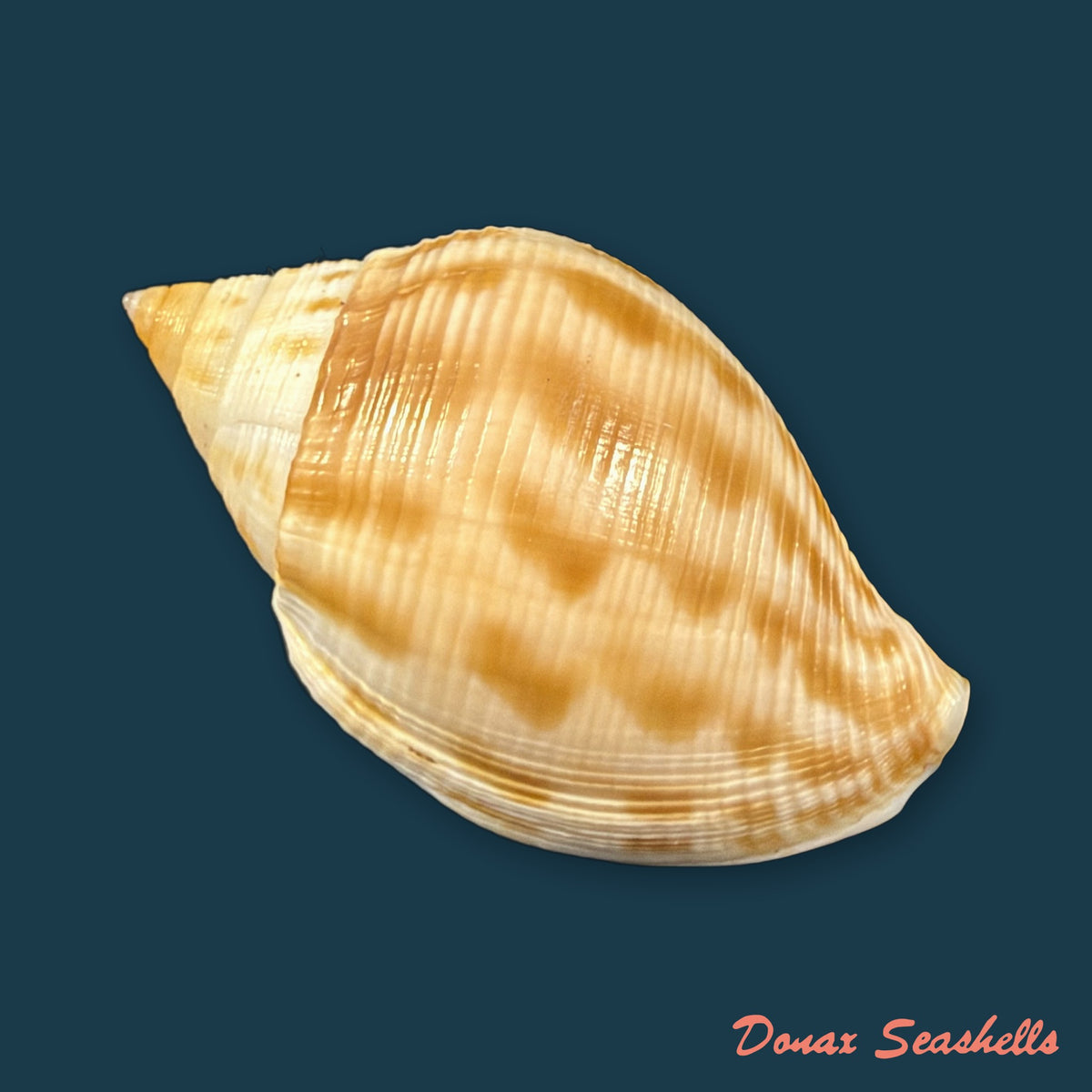 Sconsia striata (Lamarck, 1816) - 38,3mm