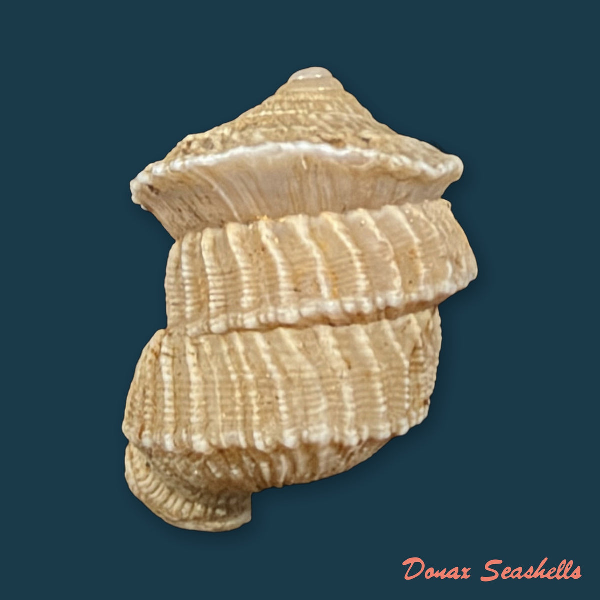 Cerion disforme disforme Clench & Aguayo, 1946 - 16,3mm