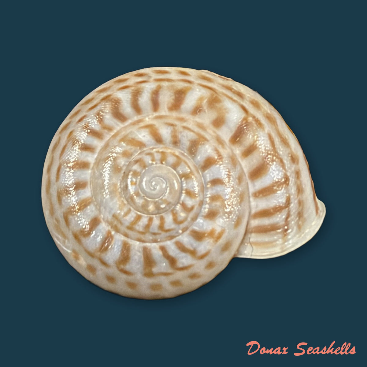 Solaropsis rosarium (L. Pfeiffer, 1850) - 22,3mm