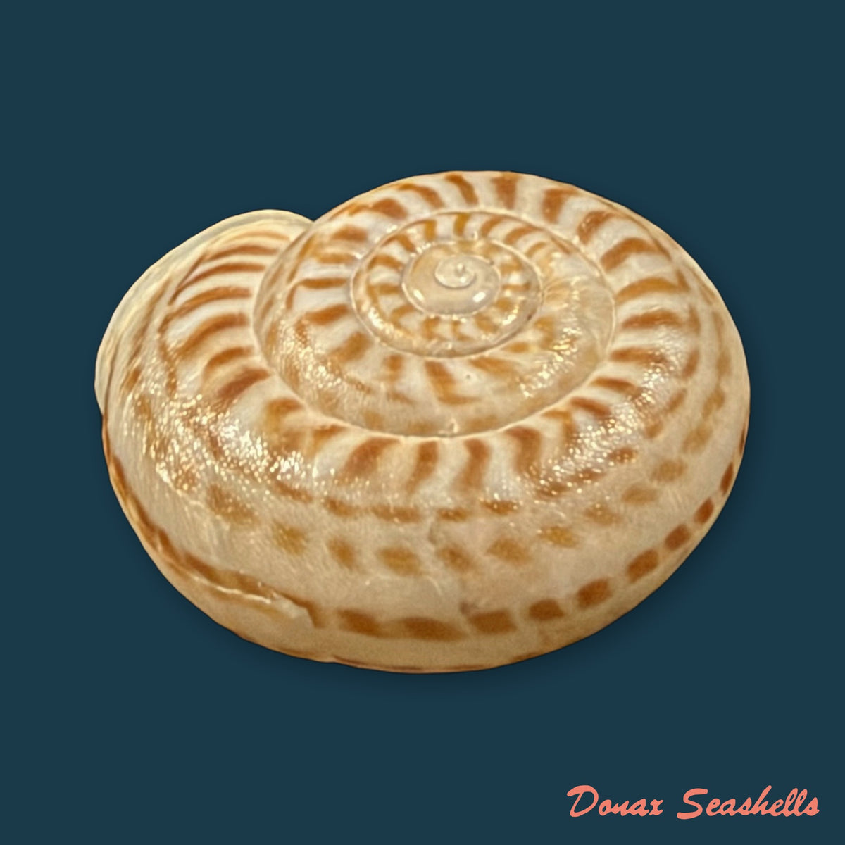 Solaropsis rosarium (L. Pfeiffer, 1850) - 22,3mm
