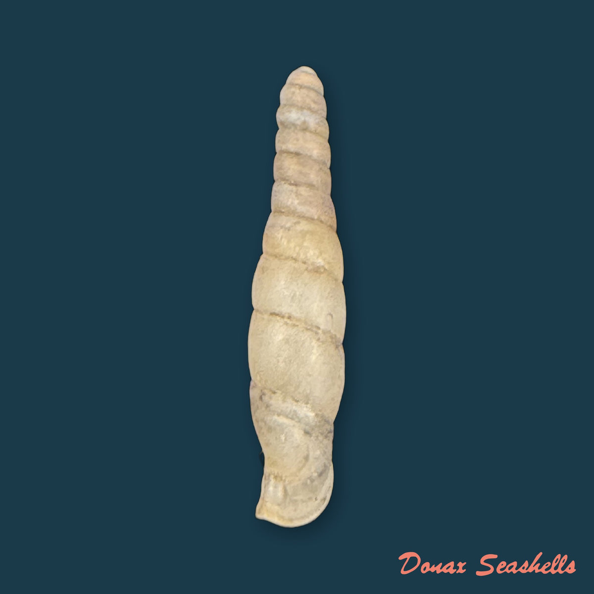 Probosciphaedusa mulini Z.-Y. Chen & K.-C. Ouyang, 2021 - 22,4mm