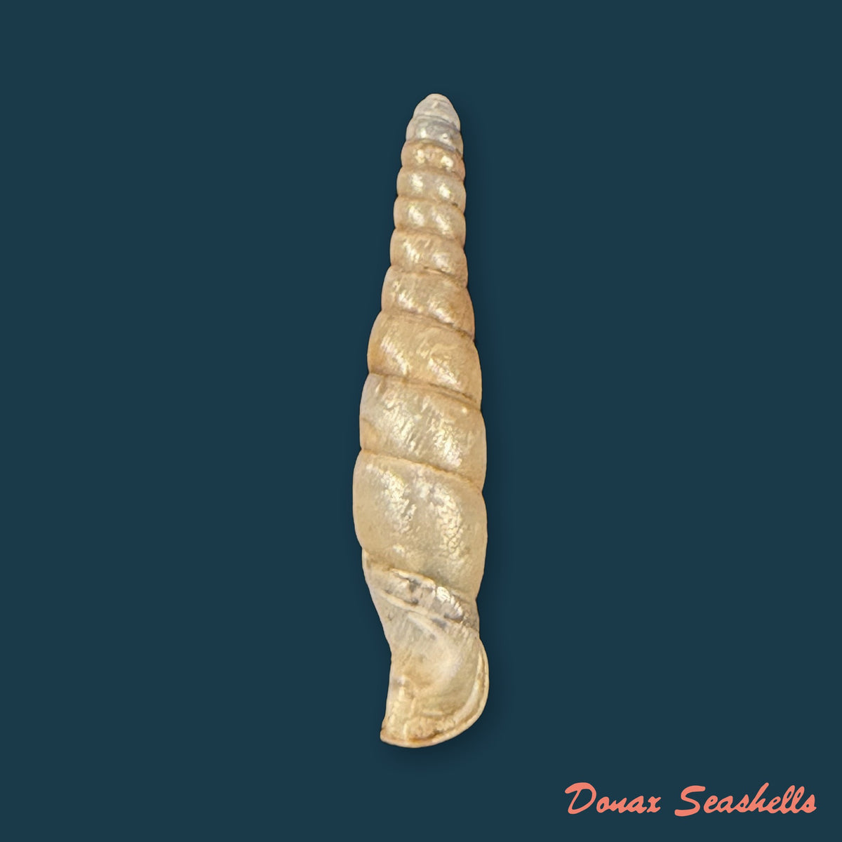 Probosciphaedusa mulini Z.-Y. Chen & K.-C. Ouyang, 2021 - 26,3mm
