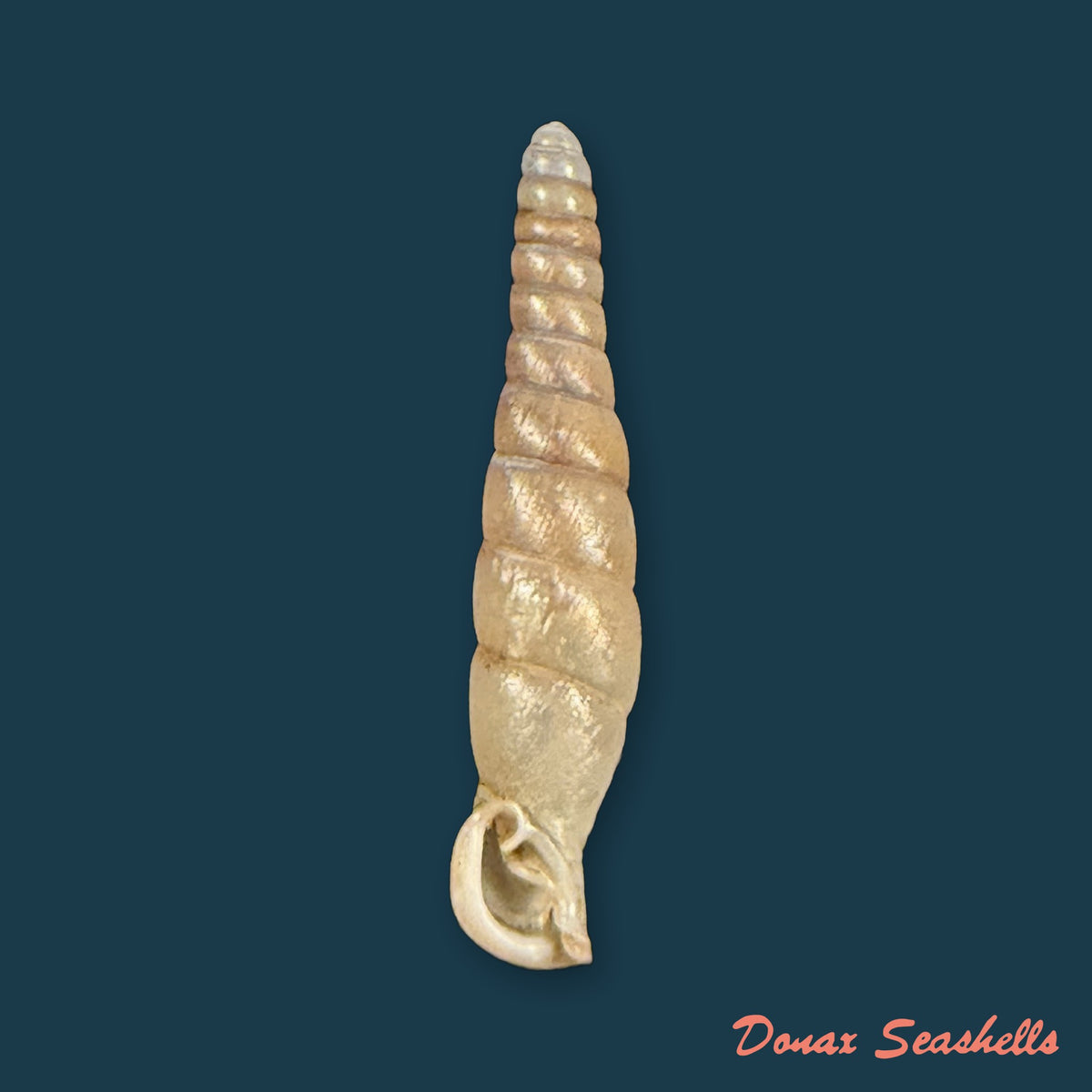 Probosciphaedusa mulini Z.-Y. Chen & K.-C. Ouyang, 2021 - 26,3mm