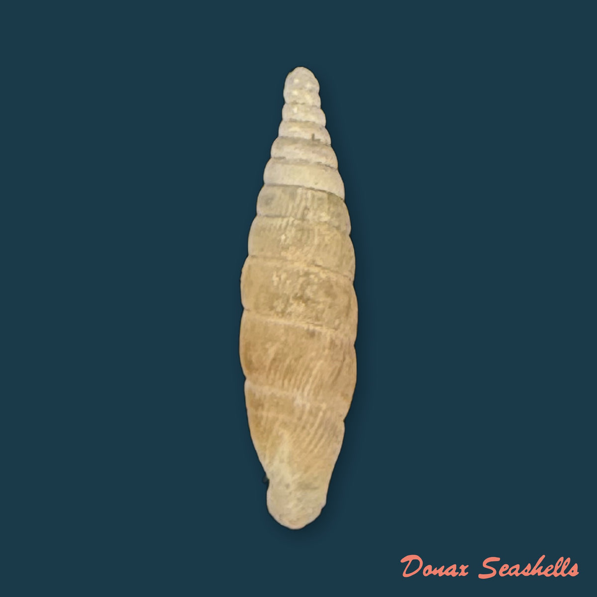Bulgarica thessalonica thasia O. Boettger, 1907 - 12,5mm