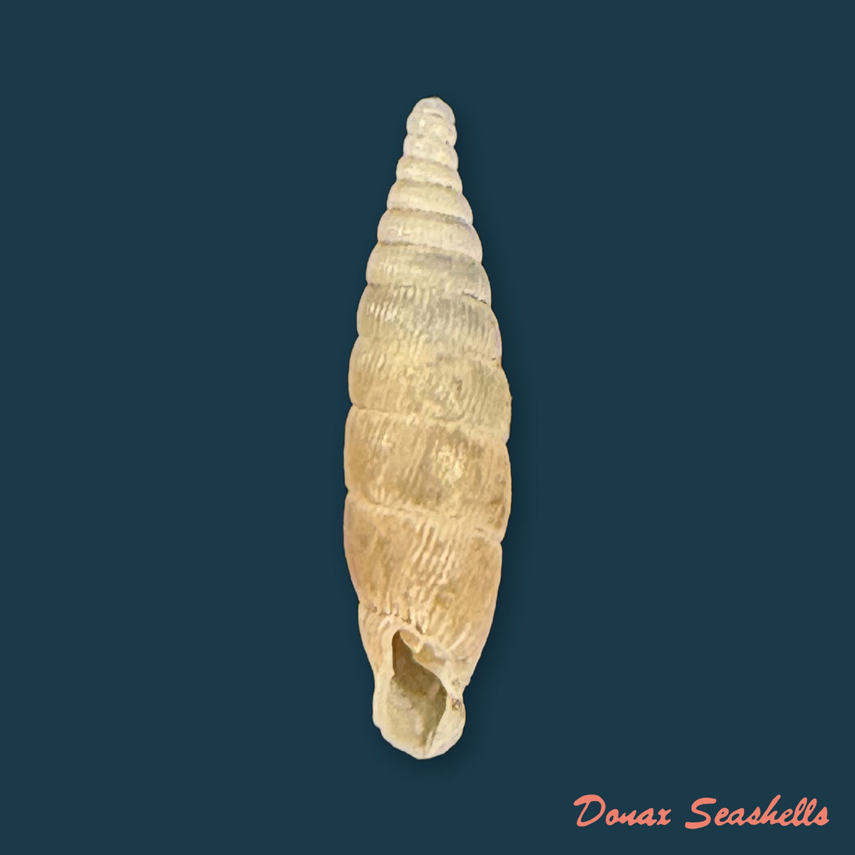 Bulgarica thessalonica thasia O. Boettger, 1907 - 12,5mm