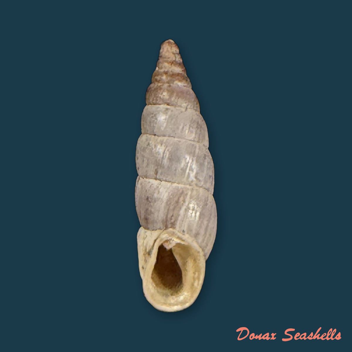 Alopia canescens (Charpentier, 1852) - 13,4mm