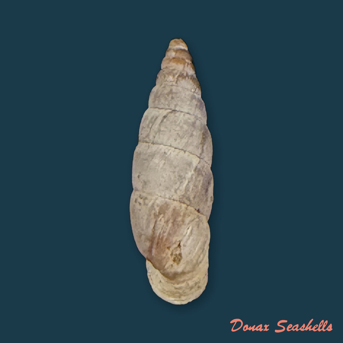 Alopia canescens (Charpentier, 1852) - 12,4mm