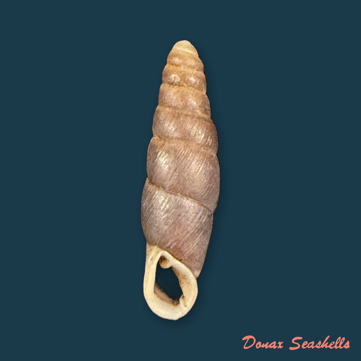 Zaptyx similaris (H. Adams, 1867) - 18,1mm