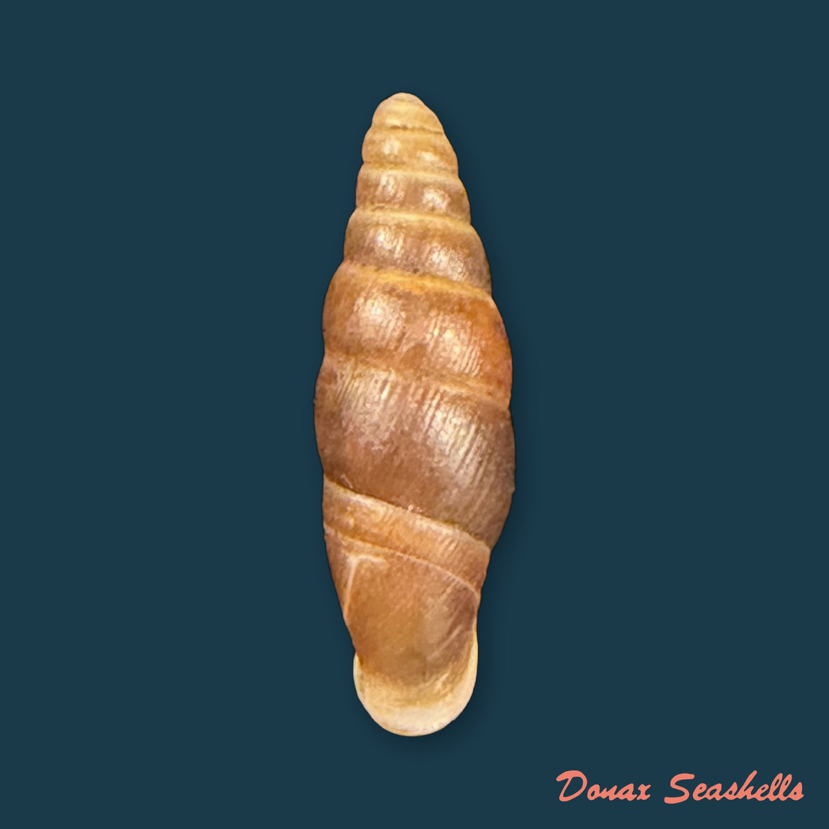 Zaptyx similaris (H. Adams, 1867) - 16,8mm