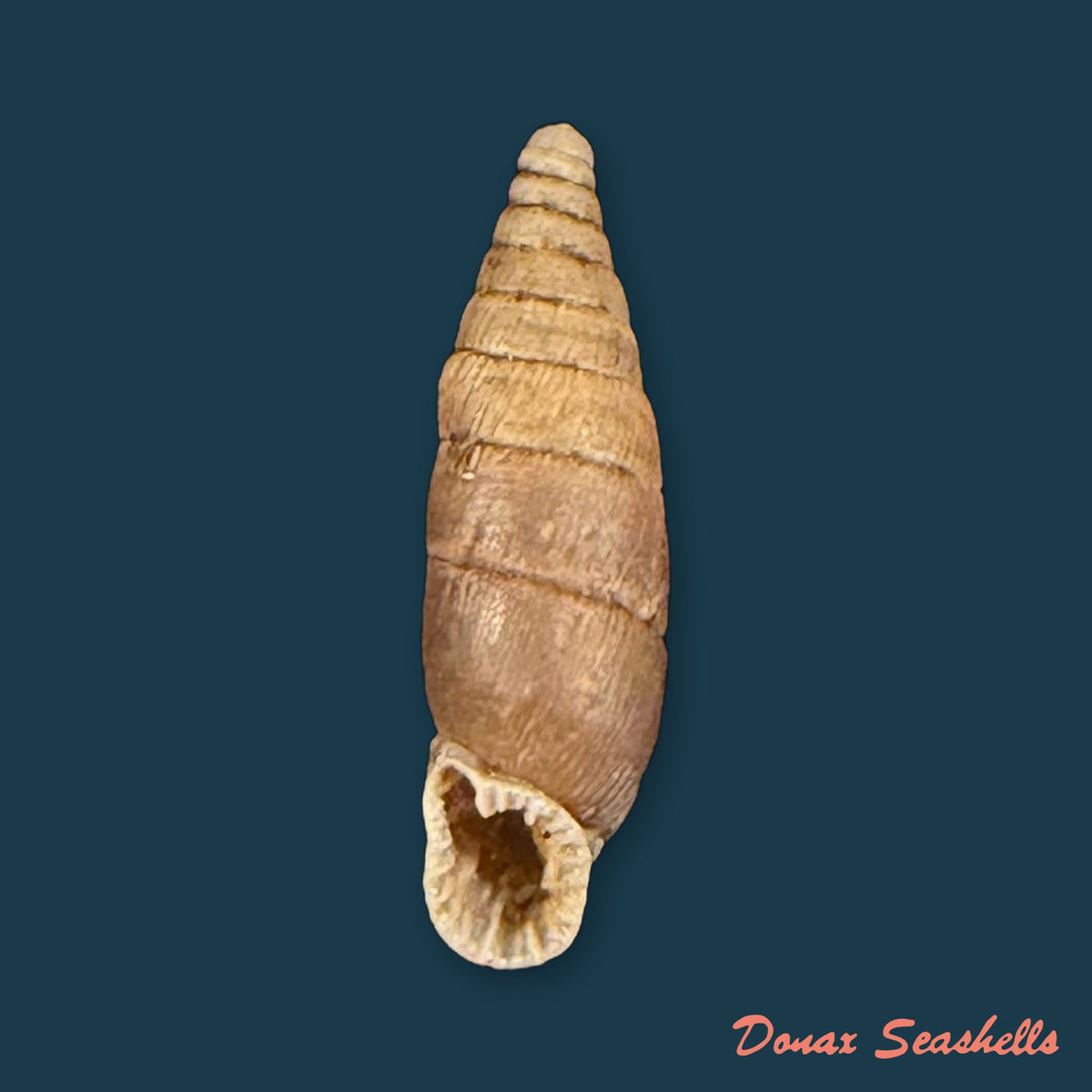 Elia multiserrata (O. Boettger, 1896) - 14,4mm