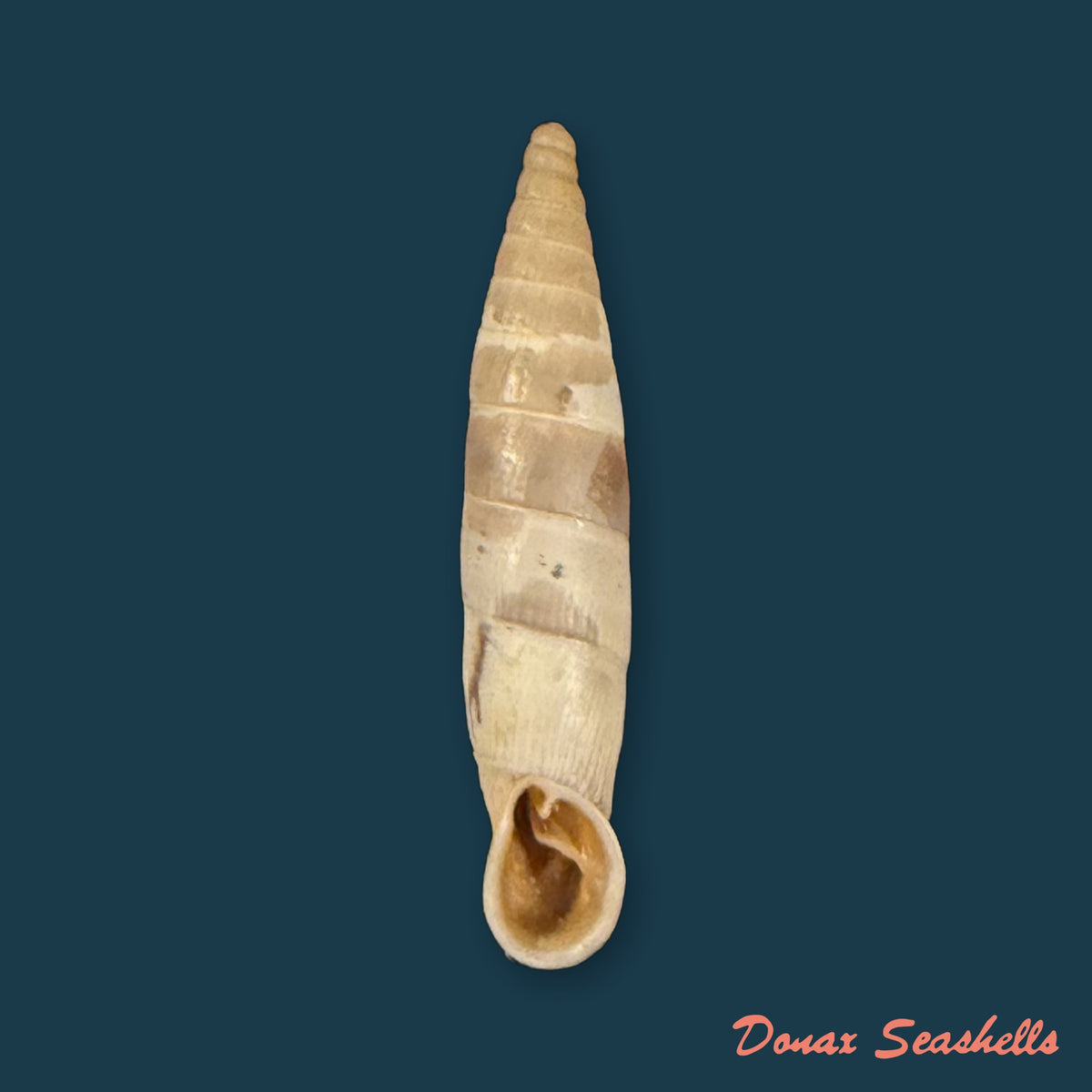 Albinaria candida candida (L. Pfeiffer, 1850) - 19,4mm