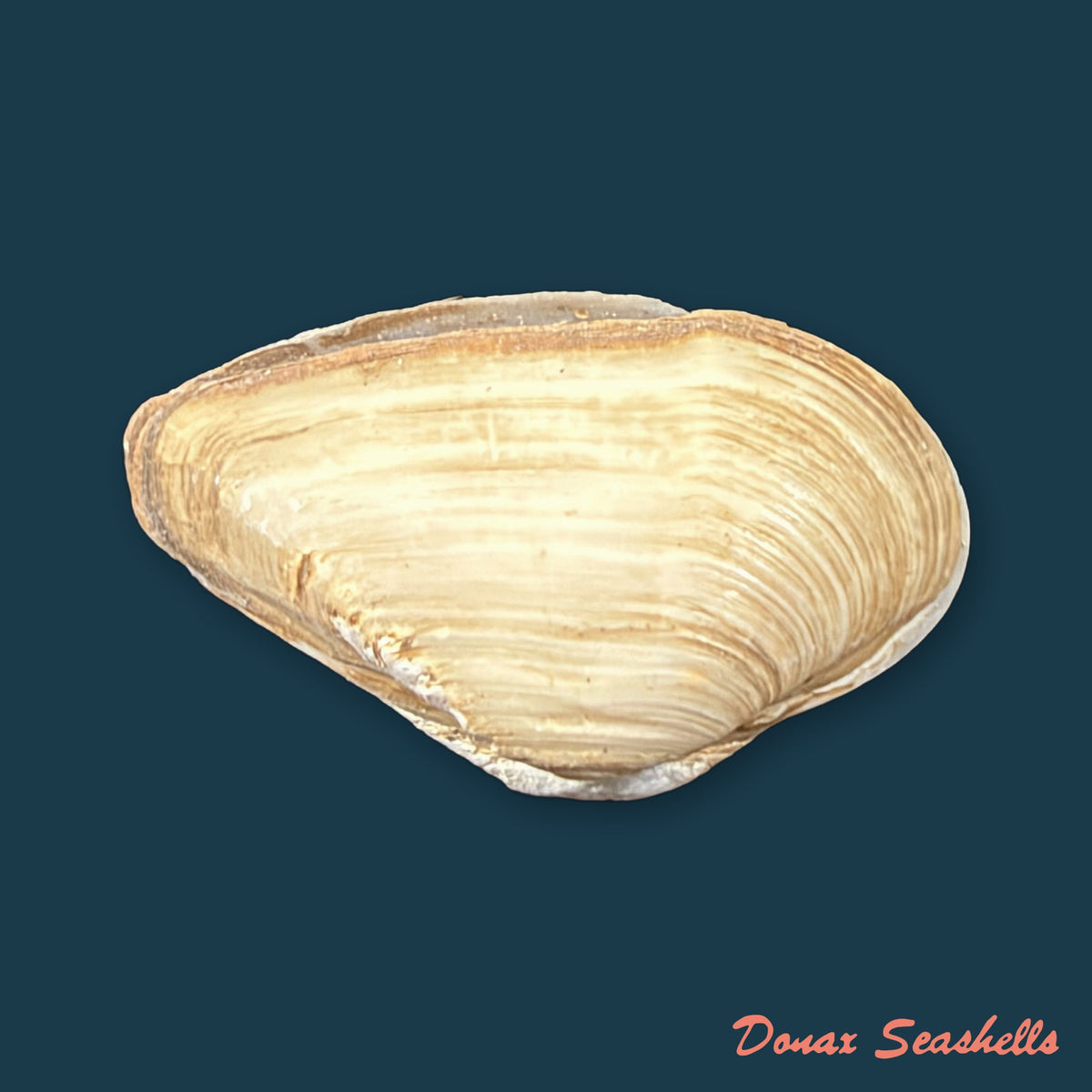 Erodona mactroides Bosc, 1801 - 25,9mm
