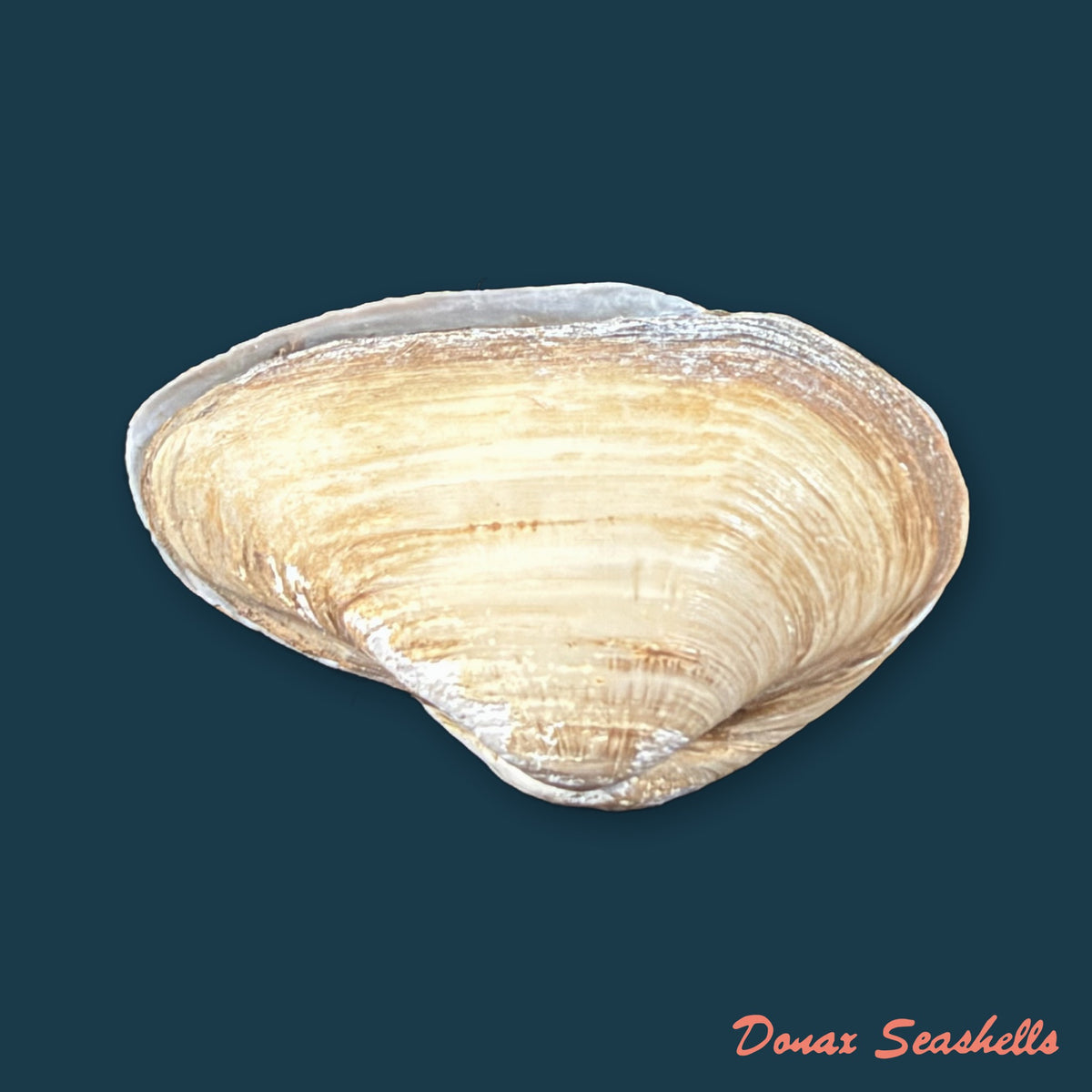 Erodona mactroides Bosc, 1801 - 27,3mm