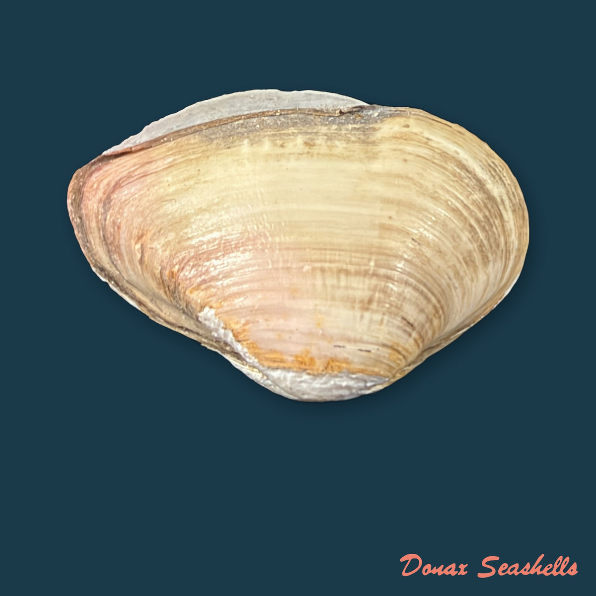 Erodona mactroides Bosc, 1801 - 25,5mm