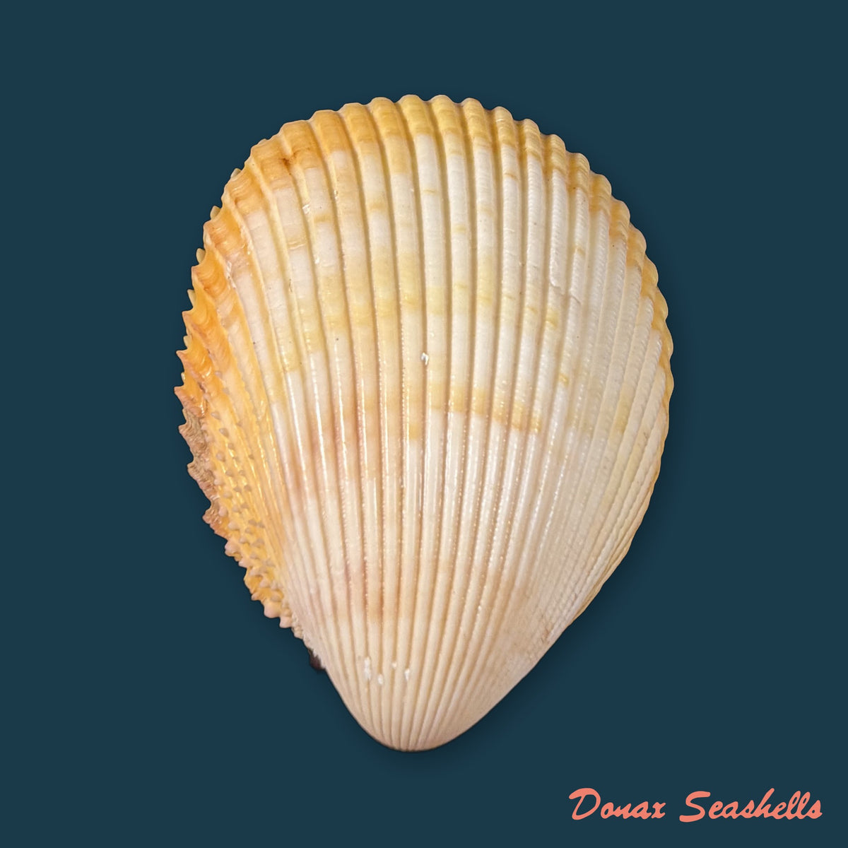Acrosterigma magnum (Linnaeus, 1758) - 55,5mm