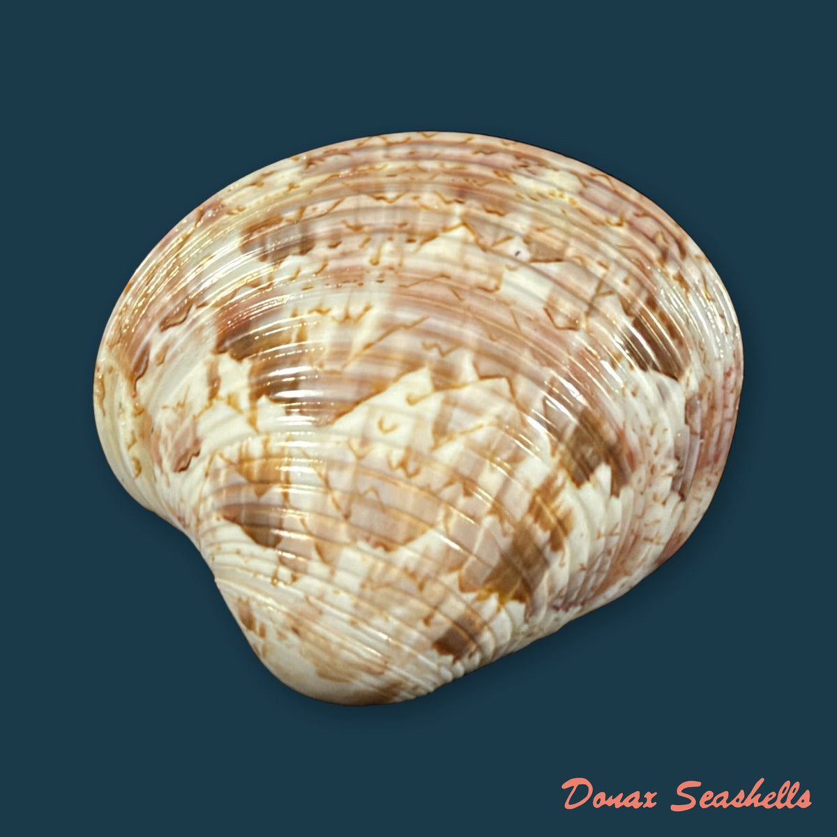Callpita eucymata (Dall, 1890) - 33,3mm