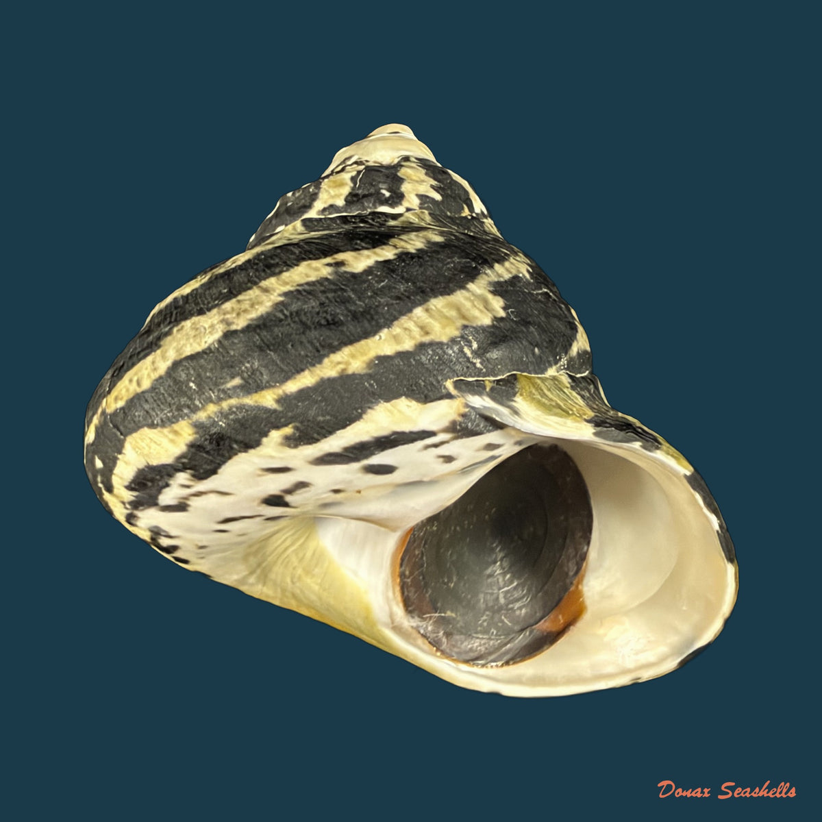 Cittarium pica (Linnaeus, 1758) - 80mm